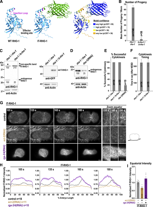 IT-RHO-1 responds to ECT-2 GEF and RGA-3/4 GAP depletion. (A) To generate IT-RHO-1 the superfolder GFP (sGFP) was inserted into a conserved external exposed loop of RHO-1. Three-dimensional structure of C. elegans RHO-1 (UniProt ID Q22038) and IT-RHO-1 with sfGFP (green) predicted by AlphaFold https://galaxyproject.org/citing-galaxy/ (Galaxy Community, 2022). The position of the effector binding site and the external loop are highlighted. The local confidence of the AlphaFold prediction is indicated by the scores of the predicted local distance difference test (pLDDT). (B) Mean number of progeny per worm of wild type (rho-1/rho-1) and homozygote (it-rho-1/it-rho-1) hermaphrodites. Error bars are standard deviation (SD) and n = number of progenies analyzed. (C) Immunoblot of wild-type (rho-1/rho-1) or heterozygote (rho-1/it-rho1) adult hermaphrodites treated with anti-RHO-1 (left) or anti-GFP antibodies (right). Please note that with the anti-RHO-1 antibody a non-specific band is present at the same height as the IT-RHO-1 (black star). After image acquisition, the membranes were washed with buffer and probed with anti-Actin antibodies to ensure similar loading. The intensity of the different bands is indicated in % (mean of three worm extracts). (D) Immunoblot of control and rho-1(RNAi) worms probed with anti-RHO-1 and anti-Actin antibodies. The intensity of the RHO-1 bands is indicated in % (mean of 3 worm extracts). The membrane was cut and the upper part was treated with the anti-RHO-1 and the lower part with the anti-Actin antibodies. (E) Cytokinesis success determined by live-cell imaging on central planes images for one-cell embryos derived from wild type (rho-1/rho-1), heterozygote (rho-1/it-rho-1) or rho-1(RNAi) treated hermaphrodite animals and n = number of embryos analyzed. (F) Time in seconds (s) from NEBD to the completion of cytokinesis in wild type (rho-1/rho-1) and IT-RHO-1 (rho-1/it-rho-1) expressing embryos quantified on central plane images from live-cell imaging. Error bars are SD and n = number of embryos. (G) Confocal single z-plane cortical images and magnifications of the equatorial region (right) of IT-RHO-1 expressing embryos for the indicated RNAi conditions and time points after NEBD during cytokinesis. Scale bars are 5 µm. (H) Normalized cortical fluorescence intensity of IT-RHO-1 from the anterior (0%) to the posterior (100%) pole for indicated RNAi conditions and n = number of embryos analyzed. (I) Mean normalized fluorescence intensity of IT-RHO-1 at the cell equator for indicated RNAi conditions at 180 s after NEBD. Error bars are SEM. P values in comparison to uninjected controls were calculated using a two-tailed Student’s t test are **P < 0.01 and ***P < 0.001. For all, time in seconds (s) after NEBD is indicated. Source data are available for this figure: SourceData FS2.
