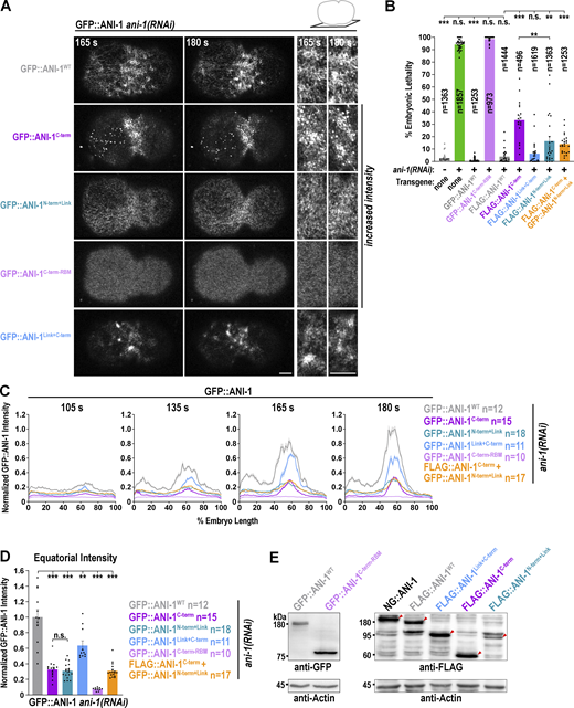 Abolishing RHO-1 binding of ANI-1 prevents cortical enrichment of the C-terminus. (A) Single z-plane GFP-tagged ANI-1 variants treated with ani-1(RNAi). A zoom-in of the equatorial region for the indicated time points is shown on the right. Since selected ANI-1 mutants exhibited reduced cortical accumulation in comparison to GFP::ANI-1WT, the scaling of their fluorescence intensity was increased as indicated. Scale bars are 5 µm. (B) Embryonic lethality in % for the indicated transgenes and RNAi conditions. The number of progenies (n) counted is indicated. (C) Normalized cortical fluorescence intensity of GFP::ANI-1 variants from the anterior (0%) to the posterior (100%) pole at indicated time points. (D) Mean normalized fluorescence intensity of GFP::ANI-1 variants at the cell equator for indicated conditions at 180 s after NEBD. (E) Immunoblot of indicated GFP::ANI-1 and FLAG::ANI-1 expressing adult hermaphrodites probed with anti-GFP (left) or anti-FLAG (right) and anti-Actin antibodies. The NG::ANI-1 is an in-situ tagged ANI-1 harboring also a FLAG tag. The membrane on the left was cut and the upper part was treated with the anti-GFP and the lower part with the anti-Actin antibodies. Since the FLAG::ANI-1C-term and actin bands were very close to each other, the membrane on the right was first treated with anti-FLAG antibodies and imaged. Afterward, the membrane was washed with buffer and incubated with anti-Actin antibodies. For all, time in seconds (s) after NEBD is indicated, error bars are SEM. P values were calculated using two-tailed Student’s t test or Mann–Whitney U test and are n.s. P > 0.05, **P < 0.01, and ***P < 0.001. Source data are available for this figure: SourceData FS4.