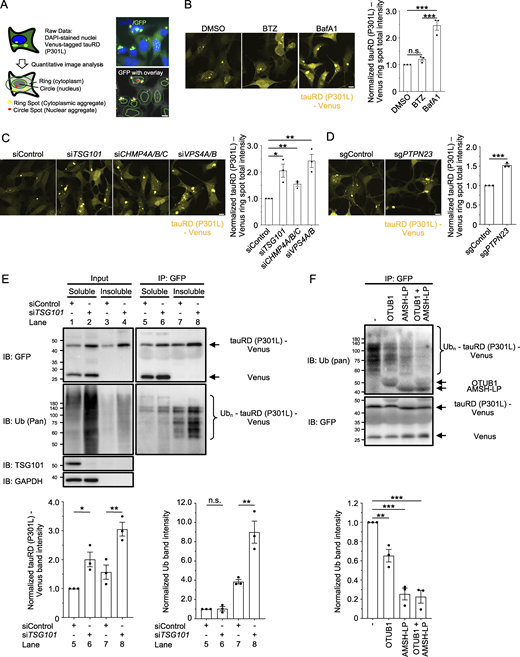 ESCRT depletion resulted in enlargement of tauRD (P301L) aggregates and an increased population of ubiquitylated insoluble tauRD (P301L). (A) Schematic of tauRD (P301L)-Venus aggregate detection and quantification by a high-content image analyzer. Raw data consisting of DAPI-stained nuclei and GFP (Venus) fluorescence were obtained. The area of DAPI fluorescence was used to define the nucleus (circle), and a region of set width around the nucleus (ring) was used as the cytoplasm. Bright spots made by Venus within the circle and ring were defined as nuclear (red) and cytoplasmic (yellow) tauRD (P301L)-Venus aggregates, respectively. Ring spot total intensity was used to measure the size of cytoplasmic tauRD (P301L)-Venus aggregates. Scale bar: 10 μm. (B–D) Ring spot total intensity of tauRD (P301L)-Venus aggregates was quantified by a high-content image analyzer, and cells were imaged by a confocal microscope. TauRD (P301L)-Venus aggregate–positive cells were treated with 500 nM BTZ or 1 µM BafA1 (B), transfected with control, TSG101, CHMP4A/B/C, or VPS4A/B siRNA (C), or transfected with control or PTPN23 sgRNA, and successfully transfected cells were selected by puromycin treatment (D). Ring spot total intensity and images were acquired 16 h after drug treatment (B), 72 h (C), or 1 wk (D) after transfection. Data were normalized to the ring spot total intensity of DMSO (B)-, siControl (C)-, or sgControl (D)-treated cells and represent the mean ± SEM (n = 3, from three independent experiments). Significance was calculated using one-way ANOVA with Tukey’s test (B and C) or two-tailed Student’s t test (D) with *P < 0.05, **P < 0.01, ***P < 0.001. n.s., not significant. Scale bar: 10 μm. (E) TauRD (P301L)-Venus aggregate–positive cells were transfected with control or TSG101 siRNA. Cells were lysed 72 h after transfection, and Triton X-100–soluble and Triton X-100–insoluble fractions were immunoprecipitated with a GST-tagged anti-GFP nanobody. Input and IP samples were immunoblotted with the indicated antibodies. Data were normalized to the band intensity of tauRD (P301L)-Venus or ubiquitin in lane 5 and represent the mean ± SEM (n = 3, from three independent experiments). Significance was calculated using one-way ANOVA with Tukey’s test with *P < 0.05, **P < 0.01. n.s., not significant. (F) UbiCRest analysis of tauRD (P301L)-Venus ubiquitylation. TauRD (P301L)-Venus aggregate–positive cells were lysed, and the insoluble fraction was immunoprecipitated with a GST-tagged anti-GFP nanobody. 15 µM K48-specific deubiquitinase OTUB1, 15 µM K63-specific deubiquitinase AMSH-LP, or both were added to the immunoprecipitated samples and rotated at 37°C for 30 min and then immunoblotted with the indicated antibodies. Data were normalized to the band intensity of ubiquitin in the control sample and represent the mean ± SEM (n = 3, from three independent experiments). Significance was calculated using one-way ANOVA with Dunnett’s test with **P < 0.01, ***P < 0.001. Source data are available for this figure: SourceData F3.