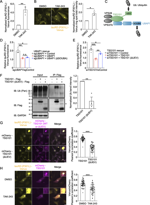 UEV domain of TSG101 is necessary for its recognition of ubiquitylated tauRD (P301L). (A) TauRD (P301L)-Venus aggregate–positive cells were treated with 100 nM TAK-243 for 24 h, and tauRD (P301L)-Venus fluorescence was measured by flow cytometry. Data were normalized to the Venus fluorescence of DMSO-treated cells and represent the mean ± SEM (n = 3, from three independent experiments). Significance was calculated using two-tailed Student’s t test with **P < 0.01. (B) Ring spot total intensity of tauRD (P301L)-Venus aggregates was quantified by a high-content image analyzer; cells were imaged by a confocal microscope 16 h after treatment of 100 nM TAK-243. Data were normalized to the ring spot total intensity of DMSO-treated cells and represent the mean ± SEM (n = 3, from three independent experiments). Significance was calculated using two-tailed Student’s t test with *P < 0.05. Scale bar: 10 μm. (C) Schematic view of the ubiquitin-binding domains of the ESCRT-I complex. (D) TauRD (P301L)-Venus aggregate–positive cells stably expressing mCherry (control) or mCherry-tagged sgRNA-resistant variants of WT UBAP1 and UBAP1 (ΔSOUBA) were transfected with control or UBAP1 sgRNA, and successfully transfected cells were selected by puromycin selection. TauRD (P301L)-Venus fluorescence was measured by flow cytometry 1 wk after transfection. Data represent the Venus fluorescence from sgUBAP1-treated cells normalized to the Venus fluorescence from sgControl-treated cells. Data represent the mean ± SEM (n = 3, from three independent experiments). Significance was calculated using one-way ANOVA with Tukey’s test with *P < 0.05, **P < 0.01. n.s., not significant. (E) TauRD (P301L)-Venus aggregate–positive cells stably expressing mCherry (control) or mCherry-tagged siRNA-resistant variants of WT TSG101 and TSG101 (ΔUEV) were transfected with control or TSG101 siRNA. TauRD (P301L)-Venus fluorescence was measured by flow cytometry 72 h after transfection. Data represent the Venus fluorescence from siTSG101-treated cells normalized to the Venus fluorescence from siControl-treated cells. Data represent the mean ± SEM (n = 4, from four independent experiments). Significance was calculated using one-way ANOVA with Tukey’s test with *P < 0.05, **P < 0.01, ***P < 0.001. (F) TSG101 recognizes ubiquitylated proteins via the UEV domain. HEK293T cells were transfected with TSG101-Flag, TSG101 (ΔUEV)-Flag, and empty vector. Cells were lysed 48 h after transfection, and TSG101-Flag and TSG101 (ΔUEV)-Flag were immunoprecipitated. Input and IP samples were immunoblotted with the indicated antibodies. Data were normalized to the band intensity of ubiquitin in TSG101 immunoprecipitated samples and represent the mean ± SEM (n = 3, from three independent experiments). Significance was calculated using two-tailed Student’s t test with **P < 0.01. The asterisk denotes a nonspecific band. (G) Visualization of tauRD (P301L)-Venus aggregates and TSG101 and TSG101 (ΔUEV) in cells stably expressing mCherry-tagged WT TSG101 and TSG101 (ΔUEV). Endogenous TSG101 was depleted by siRNA knockdown. Images were acquired by a confocal microscope, and boxed areas are magnified at the top right corner. Pixel intensity correlation of tauRD (P301L)-Venus aggregates was calculated. Data represent the mean ± SEM (n = 60, from three independent experiments, 20 cells per experiment). Significance was calculated using two-tailed Student’s t test with ***P < 0.001. Scale bar: 10 and 5 μm (magnified images). (H) Visualization of tauRD (P301L)-Venus aggregates and TSG101 in tauRD (P301L)-Venus aggregate–positive cells stably expressing Tet-On mCherry-TSG101. After treating cells with 100 nM TAK-243 for 16 h, 1 μl/ml Dox was added, and cells were incubated for an additional 8 h. Images were acquired by a confocal microscope, and boxed areas are magnified at the top right corner. Pixel intensity correlation of tauRD (P301L)-Venus aggregates was calculated. Data represent the mean ± SEM (n = 60, from three independent experiments, 20 cells per experiment). Significance was calculated using two-tailed Student’s t test with ***P < 0.001. Scale bar: 10 and 5 μm (magnified images). Source data are available for this figure: SourceData F4.