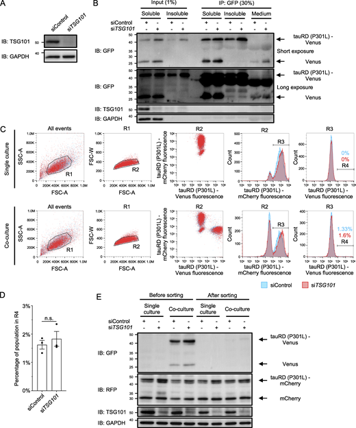 Supplementary material toFig. 2. (A) HEK293A cells were transfected with control or TSG101 siRNA, and whole-cell lysates were immunoblotted with the indicated antibodies 72 h after transfection. (B) TauRD (P301L)-Venus aggregate–positive cells were transfected with control or TSG101 siRNA. Cells were lysed 72 h after transfection, and Triton X-100–soluble and Triton X-100–insoluble fractions and the conditioned medium were immunoprecipitated using a GST-tagged anti-GFP nanobody. Input and IP samples at the indicated percentages were immunoblotted with the indicated antibodies. (C) Single-cultured tauRD (P301L)-mCherry aggregate–negative cells, or cocultured tauRD (P301L)-mCherry aggregate–negative cells and tauRD (P301L)-Venus aggregate–positive cells were transfected with control or TSG101 siRNA. Cells were analyzed by flow cytometry 72 h after transfection. TauRD (P301L)-Venus fluorescence in tauRD (P301L)-mCherry cells was gated as R4. (D) Quantification of tauRD (P301L)-Venus fluorescence in R4. Data were normalized to the Venus fluorescence in siControl-treated cells and represent the mean ± SEM (n = 3, from three independent experiments). Significance was calculated using two-tailed Student’s t test with n.s., not significant. (E) Single-cultured or cocultured cells in C were sorted for tauRD (P301L)-mCherry–positive population by flow cytometry and immunoblotted with the indicated antibodies. Source data are available for this figure: SourceData FS3.