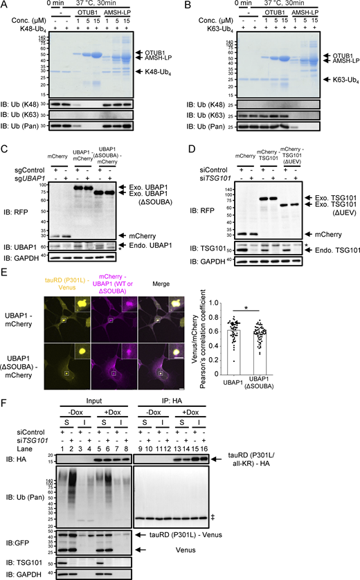 Supplementary material toFigs. 3 and 4. (A and B) K48 ubiquitin tetramer (A) and K63 ubiquitin tetramer (B) were treated with OTUB1 or AMSH-LP at the indicated concentrations and rotated at 37°C for 30 min and then analyzed on an SDS-PAGE gel or immunoblotted with the indicated antibodies. (C) TauRD (P301L)-Venus aggregate–positive cells stably expressing mCherry (control) or mCherry-tagged sgRNA-resistant variants of WT UBAP1 and UBAP1 (ΔSOUBA) were transfected with control or UBAP1 sgRNA, and successfully transfected cells were selected by puromycin selection. Whole-cell lysates were immunoblotted with the indicated antibodies 1 wk after transfection. (D) TauRD (P301L)-Venus aggregate–positive cells stably expressing mCherry (control) or mCherry-tagged siRNA-resistant variants of WT TSG101 and TSG101 (ΔUEV) were transfected with control or TSG101 siRNA. Whole-cell lysates were immunoblotted with the indicated antibodies 72 h after transfection. (E) Visualization of tauRD (P301L)-Venus aggregates and UBAP1 and UBAP1 (ΔSOUBA) in cells stably expressing mCherry-tagged WT UBAP1 and UBAP1 (ΔSOUBA). Endogenous UBAP1 was depleted by sgRNA KO. Images were acquired by a confocal microscope, and boxed areas are magnified at the top right corner. Pixel intensity correlation of tauRD (P301L)-Venus aggregates was calculated. Data represent the mean ± SEM (n = 60, from three independent experiments, 20 cells per experiment). Significance was calculated using two-tailed Student’s t test with *P < 0.05. Scale bar: 10 and 5 μm (magnified images). (F) TauRD (P301L)-Venus aggregate–positive cells stably expressing Tet-on tauRD (P301L/all-KR)-HA-P2A-iRFP670 aggregate–positive cells were transfected with control or TSG101 siRNA. 1 μl/ml Dox was added at the time of transfection. Cells were lysed 72 h after transfection, and Triton X-100–soluble and Triton X-100–insoluble fractions were immunoprecipitated with a HA antibody. Input and IP samples were immunoblotted with the indicated antibodies with S, soluble, and I, insoluble. The asterisk denotes a nonspecific band. A double dagger denotes the light chain of Protein G. Source data are available for this figure: SourceData FS4.