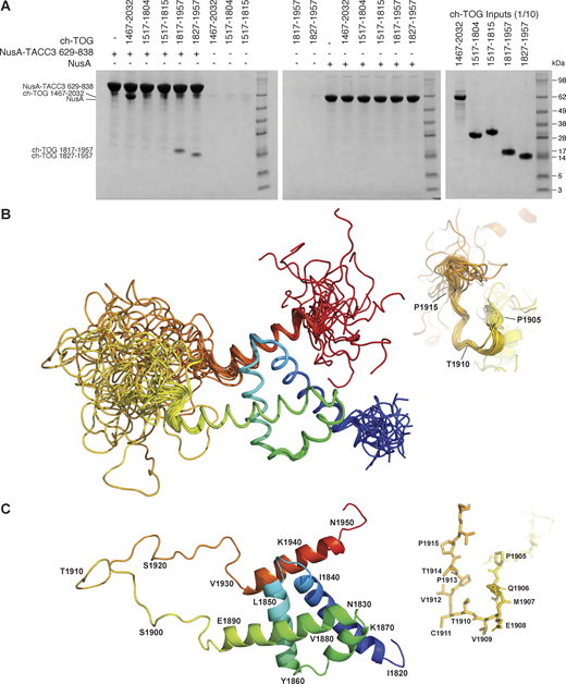Characterization of ch-TOG 1817–1957. (A) In vitro coprecipitation assays between immobilized NusA-TACC3 TACC domain and ch-TOG truncates. (B) Superposition of the top 20 ch-TOG 1817–1957 NMR structures using the structured core of helices, H1-H4 (residues 1826–1894) for alignment. Inset, structures aligned on ch-TOG residues 1905–1915. (C) Cartoon representation of the best NMR structure for ch-TOG 1817–1957 is shown in the same orientation as in B. Inset, stick representation of ch-TOG residues 1905–1915. Structures in B and C are colored by spectrum mode where the N-terminus is blue and the C-terminus is red. Source data are available for this figure: SourceData F1.