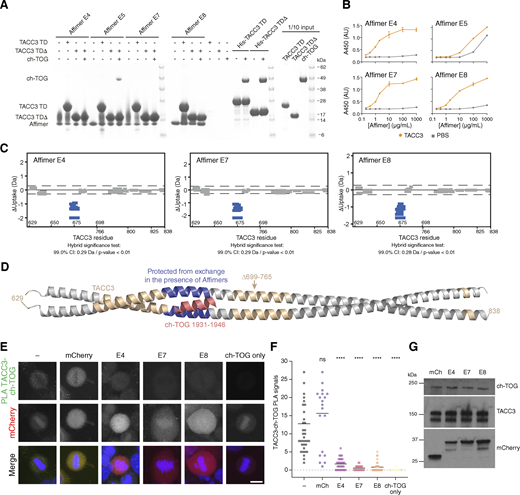 Isolation of Affimers that bind TACC3 and inhibit TACC3-ch-TOG interaction. (A) In vitro co-precipitation assay between Affimers, TACC3, and ch-TOG. C-terminal His-tagged Affimers were immobilized on Nickel Sepharose resin and incubated with TACC3 629–838 (TACC3 TD) or TACC3 629–838 ∆699–765 (TACC3 TD∆). Binding of ch-TOG 1517–1957 in the presence of Affimer was assessed by the addition of ch-TOG to TACC3 TD∆ reactions. (B) ELISAs to assess binding between Affimers and TACC3 629–838 ∆699–765. Biotinylated TACC3 629–838 ∆699–765 was immobilized on Streptavidin-coated plates and incubated with an Affimer dilution series (orange circles). Background binding of Affimers to the plate was measured by incubating the proteins in wells coated with PBS (gray squares). Data points are the mean ± standard error of the mean from two experiments. (C) Woods plots describing differences in deuterium uptake by residue, after 30 min of exchange, between TACC3 629–838 ∆699–765 in the absence of a binding partner and in the presence of Affimers (as indicated). Woods plots were generated using Deuteros 2.0. Peptides colored in blue are protected from hydrogen/deuterium exchange in the presence of Affimers. Peptides exhibiting no significant difference in exchange between conditions, determined using a 99% confidence interval and a hybrid statistical test (dotted line), are shown in gray. (D) Cartoon representation the TACC3 629–838 ∆699–765–ch-TOG complex model with TACC3 colored according to HDX behavior as in C. The region of TACC3 protected from hydrogen/deuterium exchange in the presence of Affimers E4, E7, and E8 is colored blue, and ch-TOG H5 is colored pink. (E) Representative confocal micrographs of HeLa cells transfected with mCherry or mCherry-Affimers, as labelled; stained with ch-TOG and TACC3 antibodies for proximity ligation assay. Nuclei are indicated by DAPI staining (blue). Green foci indicate TACC3-ch-TOG protein complexes. Single ch-TOG antibody staining was used as a control for PLA interactions. Scale bars, 10 µm. (F) Dot plot graph displaying the number of TACC3-ch-TOG PLA signals per cell from E. Data represent counts from at least 20–30 cells, n = 4. Error bars represent standard deviation of four biological replicates. ****P < 0.0001 in comparison with no transfected sample (−) by one-way ANOVA. (G) Western blot to show that ch-TOG and TACC3 levels are not reduced by Affimer expression. Source data are available for this figure: SourceData F4.