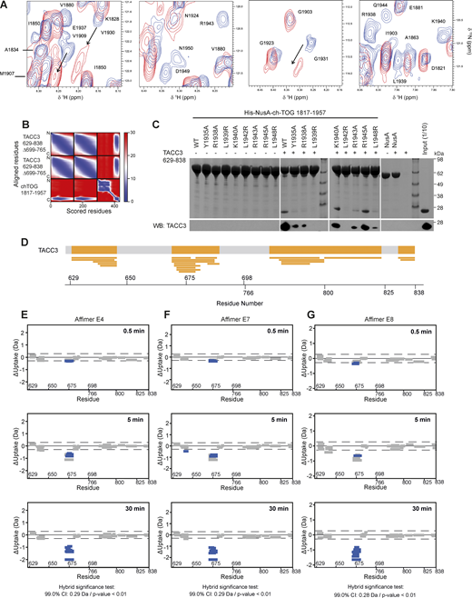 NMR interaction and AlphaFold2 modeling of TACC3 and ch-TOG, the effect of ch-TOG H5 mutations on TACC3 binding and HDX-MS of TACC3 in the absence/presence of Affimers. (A) Portions of a TROSY experiment of 2H/15N labeled ch-TOG 1817–1957. Plots show the protein alone (blue) and in the presence of a threefold excess of TACC3 629–838 ∆699–765 (red). (B) Predicted aligned error (PAE) plot for a model of the complex between TACC3 629–838 ∆699–765 and ch-TOG 1817–1957 generated by AlphaFold2 Multimer. (C) In vitro co-precipitation assays between immobilized His-NusA-ch-TOG 1817–1957 constructs and TACC3 629–838 (top). Binding of TACC3 was resolved by western blot (bottom). (D) Sequence coverage map of TACC3 629–838 ∆699–765 in HDX-MS experiments. The yellow shaded regions in the thick bar at the top of the panel represent regions with sequence coverage while gray indicates regions that were not covered by detected peptides. Narrow yellow bars represent the individual peptides detected. (E–G) Woods plots showing the differences in deuterium uptake in TACC3 at three HDX timepoints (0.5, 5, 30 min of HDX), comparing TACC3 629–838 ∆699–765 alone with TACC3 629–838 ∆699–765 in the presence of Affimers E4 (E), E7 (F) and E8 (G). Woods plots were generated using Deuteros 2.0. Peptides colored in blue are protected from hydrogen/deuterium exchange in the presence of Affimers. Peptides with no significant difference in exchange between conditions, determined using a 99% confidence interval and a hybrid statistical test (dotted line), are shown in gray. A summary of key details of the HDX-MS experiment is shown in Table S1. Source data are available for this figure: SourceData FS3. Refer to the image caption for details.