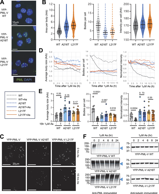 A216T and L217F mutants of PML are not degraded in response to arsenic treatment. (A) Fluorescence microscope images of the indicated PML−/− U2OS + YFP-PML-V cell lines showing YFP (PML) and DAPI (DNA) fluorescence. (B) High-content imaging data summarizing total PML intensity per cell, PML body number per cell, and area per PML body for each cell line. Scatter plots are shown with median (solid line) and quartiles (error bars). Number of cells, n = 38411 (WT), 35210 (A216T), and 41288 (L217F). (C) YFP fluorescence image stills at 0- and 15-h treatment with 1 μM arsenic from a single live-cell analysis of U2OS PML−/− + YFP-PML-V WT, A216T, and L217F (summarized in D and E). (D) Average PML body size, number of bodies per cell, and PML intensity per cell over a 15-h time course of exposure to 1 μM arsenic. Intensity measurements are normalized by the t = 0 values. Fields of view per condition, n = 9 or 10 with a median of 12 cells per field. (E) Summary statistics for data shown in D for 15-h 1 μM arsenic treatment and untreated cells. Columns are averages with SEM error bars (fields of view, n = 9 or 10). P values are determined using unpaired, two-tailed Student’s t tests using Welch’s correction for unequal variances where appropriate. See Videos 1, 2, 3, 4, 5, and 6 for real-time data of a single representative field. (F) Anti-PML and anti-tubulin immunoblots of whole-cell extracts taken from the YFP-PML-V cell lines at the indicated times during 1 μM arsenic exposure. Source data are available for this figure: SourceData F1.