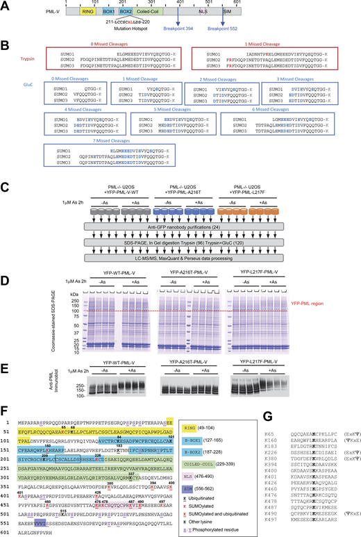 Proteomics approach to monitor site-specific SUMO and ubiquitin modifications of YFP-PML-V. Related to Fig. 1, Fig. 6, and Fig. 7. (A) Schematic depiction of PML-V primary structure indicating the major domains, regions of common mutations associated with arsenic resistance, and the common breakpoints leading to PML-RARA fusions. (B) Remnants of SUMO C termini attached to substrate lysine residues (K) when conjugates are cleaved by trypsin, or GluC. (C) Overview of the proteomics experiment to monitor PML modifications at the site level. (D) Coomassie-stained gel showing anti-GFP nanobody purifications as indicated from C. The upper region containing YFP-PML-V and its modified forms is indicated. (E) Anti-PML immunoblot of a fraction of the anti-GFP nanobody purifications for each replicate. (F) Positions of SUMO and ubiquitin conjugation sites in PML-V identified in this study. The mutational hotspot found in arsenic-insensitive forms is boxed. (G) 15 residue sequence windows around sites of SUMO and/or ubiquitin attachment identified in PML-V.++. Source data are available for this figure: SourceData FS1.
