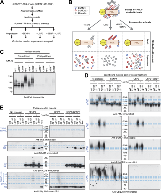 A216T and L217F mutants of PML show deficiencies to SUMO and ubiquitin conjugation in response to arsenic. (A) Overview of the experimental design for detection of ubiquitin and SUMO conjugated to PML. (B) Schematic depiction of the expected contents of YFP-PML-V bound to beads and resulting supernatants after treatment with specific proteases. (C) Anti-PML immunoblot for nuclear extracts from the indicated cell lines before and after purification of YFP-PML-V with anti-GFP nanobody beads. (D and E) Analysis of the material remaining bound to anti-GFP nanobody beads (D) or eluted from the beads (E) by treatments of purified PML bodies with SUMO and ubiquitin-specific proteases. Immunoblotting used antibodies to PML, SUMO1, SUMO2/3, or ubiquitin. 2 ng standards of recombinant proteins (Rec.) were included in the eluted proteins analysis (E). The positions of recombinant PML (“R-PML”) and unmodified forms of YFP-PML (“0” or “Y-PML”) are indicated. Higher molecular weight modified forms of YFP-PML-V are indicated (“+1,” “+2,” “+3”), and ubiquitin-modified SUMO molecules are indicated with asterisks (“*,” “**,” “***”). Source data are available for this figure: SourceData F2.