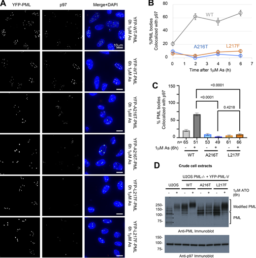 Neither A216 nor L217F mutants of PML recruit p97 to nuclear bodies upon arsenic treatment. (A) Representative fluorescence microscopy images for 1 μM arsenic-treated YFP-PML-V cells at 0 and 6 h, showing YFP fluorescence and p97 immunofluorescence. (B) Quantitative summary of p97 colocalization with PML bodies in the indicated cell lines during 0-, 2-, 4-, and 6-h arsenic exposure. Markers show average values, and error bars are SEM. (C) Statistical summary of the comparison between 0- and 6-h arsenic exposure for YFP-PML-p97 colocalization. Columns represent average % colocalization per cell, and error bars are SEM. Cell count (n) is shown in brackets below each column. Statistical significance was assessed by comparing the arsenic-treated conditions among the three PML types using Dunn’s multiple comparisons tests after Kruskal–Wallis ANOVA. (D) Anti-PML and anti-p97 immunoblots of crude cell extracts taken from the indicated cell lines either treated or not with 1 µM arsenic for 6 h; WT U2OS (U2OS) or PML−/− U2OS expressing the YFP-PML-V variants (WT, A216T, or L217F). *Note multiple modified and unmodified endogenous PML isoforms are difficult to distinguish. Source data are available for this figure: SourceData F5. Refer to the image caption for details.