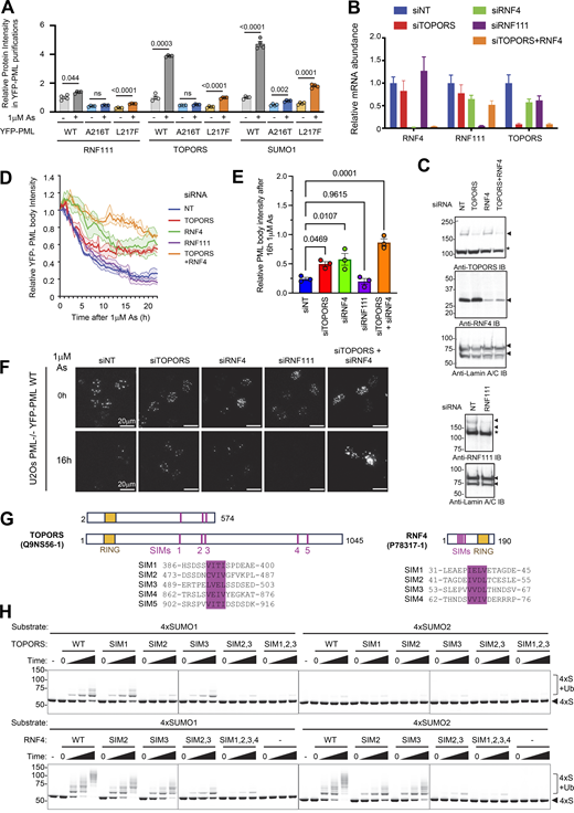 TOPORS is a SUMO1-specific ubiquitin E3 ligase required for efficient PML degradation. (A) Total peptide (protein) signal intensity for TOPORS, RNF111, and SUMO1 associated with WT, A216T, and L217F PML bodies before or after exposure for 2 h with 1 μM arsenic. SUMO1 is included for comparison. Columns represent average, and error bars are SEM. Number of purifications, n = 4. P values are derived from Brown–Forsythe and Welch ANOVA tests with Dunnett’s T3 multiple comparisons test. Experimental details are shown in Fig. S1. (B) Relative mRNA abundance normalized to TATA binding protein (TBP) expression for RNF4, RNF111, and TOPORS, in U2OS PML−/− +YFP-PML-V WT cells transfected with the indicated siRNAs. (C) Immunoblots for RNF111, TOPORS, and RNF4 from crude extracts taken from U2OS PML−/− +YFP-PML-V WT cells transfected with the indicated siRNAs. (D) Summary of live-cell microscopy analysis of PML body intensity for U2OS PML−/− + YFP-PML-V cells transfected with either non-targeting siRNA (siNT) or the indicated siRNAs for 48 h and exposed to 1 μM arsenic for 24 h; values are average (solid lines) with SEMs (shaded areas) of PML body intensity relative to t = 0. n = 3 fields of view containing multiple cells. (E) Summary of the relative YFP-PML body intensity data shown in D for t = 16 h. P values are derived from Brown–Forsythe and Welch ANOVA tests with an unpaired t test using Welch’s correction. (F) Representative cell images from live-cell microscopy summarized in D (scale bars are 20 μm). (G) Schematic depiction of the primary sequences for TOPORS and RNF4 with RING and SIMs (SIM) indicated. (H) Fluorescent scans of gels fractionating the products of in vitro ubiquitin conjugation reactions using Alexa Fluor 647–labeled linear fusions of 4xSUMO1 and 4xSUMO2 as substrates. E3 ligase activities of lipoyl domain–tagged WT TOPORS (2-574) (“TOPORS”) and untagged WT RNF4 (full-length) are compared with the indicated SIM mutants. Assays were either stopped prior to the addition of ATP (0) or incubated for 5, 10, or 30 min after the addition of ATP. Control samples showing Alexa Fluor 647-4xSUMOs and lacking all ubiquitin conjugation machinery (−) are also included. Unmodified 4xSUMOs (4xS) and ubiquitinated 4xSUMOs (4xS+Ub) are indicated. Gels were also Coomassie-stained (Fig. S7 E). Source data are available for this figure: SourceData F9. Refer to the image caption for details.