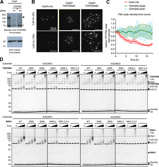 TOPORS knockout inhibits arsenic-induced PML degradation, and SIM2 is the major SUMO1-interacting element. Related to Fig. 9. (A) Immunoblots for TOPORS and tubulin from crude cell extracts of cells transfected with Cas9 and TOPORS #1 and TOPORS #2 guide RNA containing RNPs. (B) Representative microscopy images of U2OS YFP-PML-V WT cells transfected with Cas9 only or Cas9 with two different guides for TOPORS at t = 0 h and t = 16 h after 1 μM arsenic treatment. (C) Average PML body intensity over an 18-h time course of arsenic exposure in cells transfected with Cas9 only or Cas9-TOPORS RNPs. Solid lines represent average intensity normalized to t = 0 h, and shaded areas are SEMs (n = 10 fields of view). (D) Coomassie-stained whole gel images for the 4xSUMO1 and 4xSUMO2 ubiquitination assays using TOPORS and RNF4 SIM mutants as shown in Fig. 9 H. Source data are available for this figure: SourceData FS7.