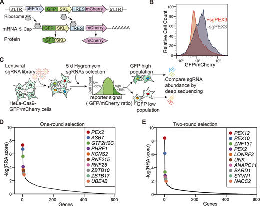 Identification of peroxisome regulators using a dual-fluorescence reporter system coupled with a CRISPR screen. (A) Diagram of the peroxisome reporter pEF1α–GFP(SKL)–IRES–mCherry. SKL stands for Ser–Lys–Leu fused to the C terminus of GFP; IRES stands for internal ribosome entry site. (B) Validation of the reporter cell line. HeLa–Cas9–poGFP/mCherry reporter cells were infected with the sgRNA targeting PEX3 for 48 h, and subsequently treated with puromycin for 2 days. GFP/mCherry signals were analyzed by flow cytometry. The reporter cells infected with a non-targeting sgRNA (sgNTC) were used as a control. (C) Schematics of the screening procedure. HeLa–Cas9–poGFP/mCherry cells were transduced with the ubiquitin ligase lenti-CRISPR library. 24 h after transduction, hygromycin was added to cells and maintained for 5 days. The surviving cells were sorted for the lowest and highest 30% of the GFP/mCherry ratio. sgRNAs were amplified from the extracted genomic DNA of each sample for deep sequencing. (D) Illustration of the top 10 candidate genes with the highest Robust Rank Aggregation (RRA) scores, calculated from the enrichment of sgRNAs in the GFP low (GFP/mCherry ratio at the bottom 30%) cells compared with GFP high (GFP/mCherry ratio at the top 30%) cells. The x-axis represents the ranked genes and the y-axis shows the negative log-transformed RRA scores. The black line shows the overall distribution of RRA scores for all genes. The colored dots highlight specific genes of interest (top hits) (Table S3). (E) Illustration of the top 10 candidate genes in the two-round sorting screen. RRA scores are calculated from the enrichment of sgRNAs in the sorted cells compared with unsorted cells (Table S3). Refer to the image caption for details.