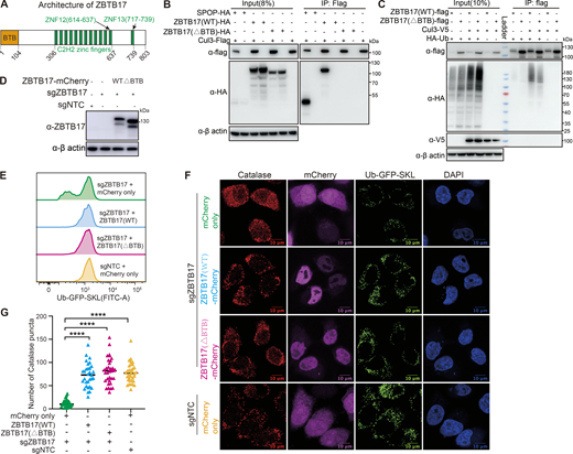 The BTB domain of ZBTB17 is not required for peroxisome protein import. (A) Schematics of the domain arrangement of ZBTB17. (B) Coimmunoprecipitation of ZBTB17(WT)-HA, ZBTB17(∆BTB)-HA, or SPOP-HA with Cul3-Flag in HEK293T cells. HEK293T cells were cotransfected ZBTB17-HA, ZBTB17(∆BTB)-HA, or SPOP-HA along with Cul3-Flag for 24 h and subsequently treated with 10 µM MG132 for 4 h. Cell lysates were then subjected to immunoprecipitation using an anti-Flag antibody, followed by immunoblotting with the indicated antibodies. (C) Ubiquitination assay of ZBTB17 in cells co-transfected with HA-Ub, Cul3-V5, ZBTB17(WT)-Flag, or ZBTB17(∆BTB)-Flag. HEK293T cells were transfected with the mentioned plasmids for 48 h. Cell lysates were immunoprecipitated using an anti-Flag antibody and then analyzed by immunoblotting with the respective antibodies. (D) Immunoblotting analysis of ZBTB17-mCherry protein expression. (E) Analysis of Ub–GFP–SKL signal in ZBTB17 knockout UGS cells. ZBTB17 was eliminated from UGS cells using sgRNA. Following infection with ZBTB17 (WT)-mCherry, ZBTB17 (∆BTB)-mCherry, or mCherry-only virus for 48 h, the Ub–GFP–SKL signal was assessed via flow cytometry. (F) Immunofluorescence (IF) analysis of catalase and Ub–GFP–SKL. ZBTB17 was eliminated from UGS cells using sgRNA. Following this, cells were infected with ZBTB17 (WT)-mCherry, ZBTB17 (∆BTB)-mCherry, or mCherry-only virus for 48 h. The scale bar represents 10 µm. (G) Quantification of catalase puncta in UGS cells. Calculations were made using data from E (>30 cells for each condition). ****P < 0.0001, by two-tailed Student’s t test. Source data are available for this figure: SourceData F3. Refer to the image caption for details.