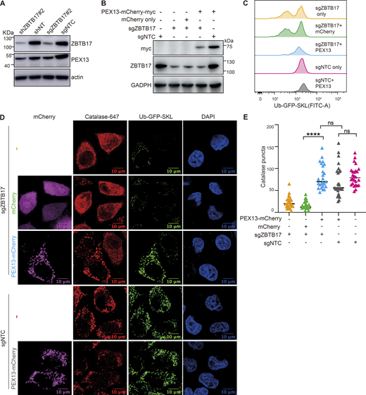 ZBTB17 regulates peroxisome protein import via PEX13. (A) Immunoblotting (IB) of PEX13 and ZBTB17 in HeLa cells followed by shRNA or sgRNA/Cas9 targeting ZBTB17. (B) Immunoblotting (IB) showing the corresponding protein expression levels in C. (C) Flow cytometry analysis of Ub–GFP–SKL in ZBTB17 knockout HeLa cells expressing either PEX13–mCherry–myc or mCherry for 48 h. (D) Representative immunofluorescence images showing the localization of catalase in corresponding conditions in B. Scale bars represent 10 µm. (E) Quantification of the number of catalase puncta in D. Calculated using >25 cells/sample. ****P < 0.0001; n.s., not significant, by two-tailed Student’s t test. Source data are available for this figure: SourceData F5. Refer to the image caption for details.