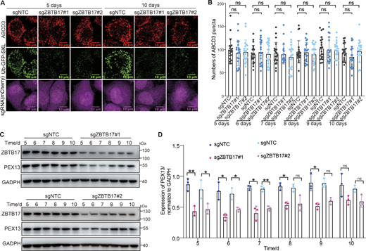 Peroxisome numbers do not change over time in ZBTB17 knockout cells. (A) Ub–GFP–SKL HeLa cells were transfected with sgZBTB17 for 10 days and stained for ABCD3. Representative immunofluorescence microscopy images of 5- and 10-day are shown. (B) Quantification of peroxisome numbers (ABCD3 puncta) in >20 cells in 5 or 10 days, n.s., not significant (P > 0.05), by two-tailed Student’s t test. (C) Immunoblotting of PEX13 and ZBTB17 in HeLa cells transfected with sgRNA/Cas9 targeting ZBTB17 for 5–10 days. (D) PEX13 levels in C were quantified and normalized using ImageJ. Values are mean ± SD, n = 3 independent experiments. *, P < 0.05; **, P < 0.01; n.s., not significant (P > 0.05) by two-tailed Student’s t test. Source data are available for this figure: SourceData F6.