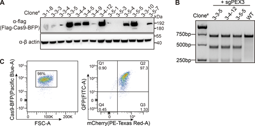 Isolation of a single cell clone containing both Cas9 and the reporter. (A) Cas9 expression level detected with anti-flag antibody in different clones. (B) Lentivirus-delivered sgRNA targeting the PEX3 gene in the indicated cell clones were assayed by T7E1 digestion showing Cas9 is active in the stable cell line. (C) Generation of Cas9 and EGFP/mCherry containing cell clone. Flow cytometry analysis of cell population expressing fluorescent proteins. Left panel: Forward scatter (FSC-A) versus Cas9-BFP fluorescence showing gating of BFP-positive healthy cells (98% of the total population). Right panel: Dual-parameter plot showing GFP (FITC-A) versus mCherry (PE-Texas Red-A) expression in the gated population. Source data are available for this figure: SourceData FS1.