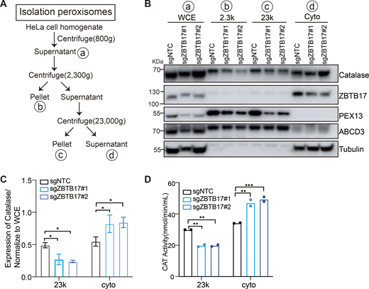 Catalase is redistributed in ZBTB17 deficient cells. (A) Flowchart of the peroxisome purification procedure. (B) Western blot analysis of catalase in different fractions in cells with or without ZBTB17 knockout. Cellular fractionation experiments were performed using stepwise centrifugation, and equal volume of samples with each fraction isolated from cells was analyzed with IB using the indicated antibodies. WCE: whole-cell extraction; 2.3K: pellet after centrifugation at 2,300 × g; 23K: the major peroxisome fraction, pellet after centrifugation at 23,000 × g; Cyto: supernatants after centrifugation at 23,000 × g. (C) Catalase levels in various fractions of distinct samples were quantified and normalized to WCE using ImageJ densitometric quantification. Values are mean ± SD, n = 3 independent experiments. *, P < 0.05; by two-way ANOVA multiple comparisons test. (D) Catalase activity in various fractions of distinct samples was measured. **, P < 0.01; ***, P < 0.001; by two-way ANOVA multiple comparisons test (n = 2). Source data are available for this figure: SourceData FS3.