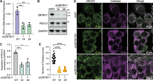 ZBTB17 regulates the translocation of peroxisomal matrix proteins in HCT116 cells. (A) RT-qPCR analysis of PEX13 mRNA expression in wild-type and ZBTB17-knockdown HCT116 cells. Values are mean ± SD, n = 3. **, P < 0.01. (B) Immunoblotting (IB) of PEX13 and ZBTB17 in HCT116 cells following ZBTB17 knockdown. (C) Densitometric quantification of PEX13 protein levels from B. Values are mean ± SD, n = 3 independent experiments. *, P < 0.05; ***, P < 0.001. (D) Representative immunofluorescence images showing catalase and ABCD3 localization in control and ZBTB17-knockdown HCT116 cells. (E) Quantification of catalase-positive puncta per cell from D. n = 25 cells. ****P < 0.0001. All statistical analyses were performed using two-tailed Student’s t test. Source data are available for this figure: SourceData FS5. Refer to the image caption for details.