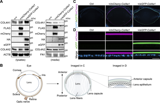 Figure 2. Refer to the image caption for details.