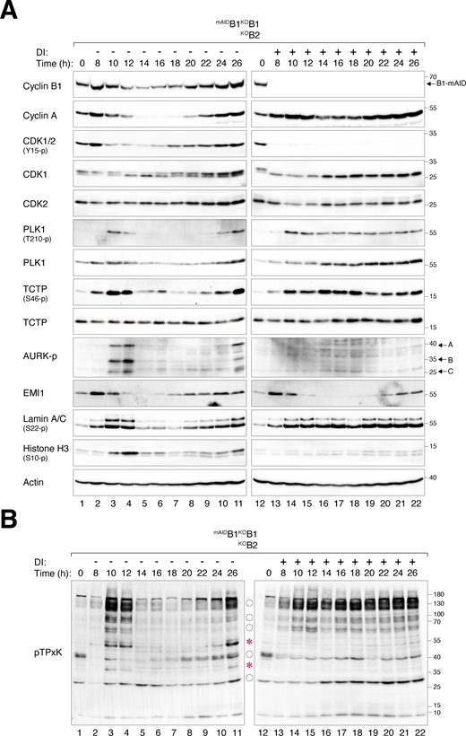 Loss of cyclin B uncouples the normal regulation of the G2-M kinase network. (A) Dysregulated phosphorylation and expression of G2–M regulators in the absence of cyclin B. mAIDB1KOB1B2 cells synchronized using double thymidine block were released into a drug-free or DI-containing medium and harvested at different time points for immunoblotting. The positions of the three isoforms of Aurora kinases are indicated. (B) Dysregulation of CDK1 substrate phosphorylation in the absence of cyclin B. Samples prepared from A were immunoblotted with an antibody against CDK1 phosphorylation substrates (pTPxK). The positions of bands that are absent in DI-treated cells are indicated with asterisks. Bands present in both DI-treated and untreated cells but lacking cell cycle variation in DI-treated samples are indicated with circles. Source data are available for this figure: SourceData F4.