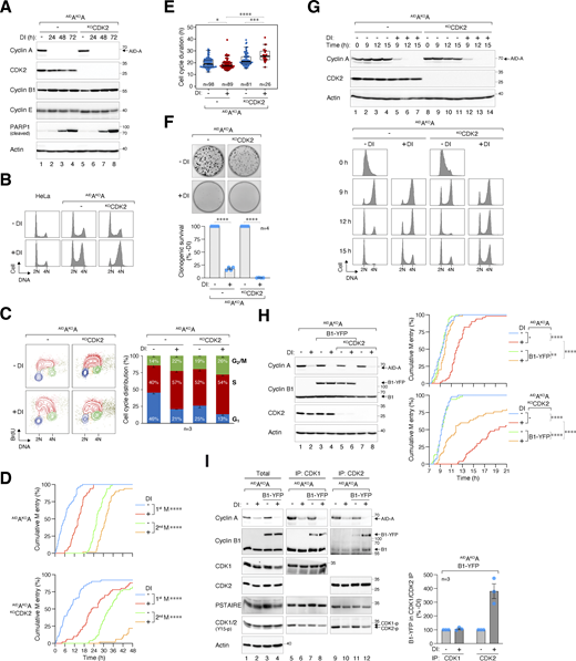 Cyclin B1 overexpression overcomes cyclin AKO-mediated G2-M delay. (A) Conditional gene silencing of cyclin A. HeLa cells expressing AIDcyclin A without endogenous cyclin A were generated (AIDAKOA). CDK2 was further disrupted in AIDAKOA cells using CRISPR-Cas9. The cells were either left untreated or treated with DI for the indicated time for immunoblotting analysis. (B) Codepletion of cyclin A and CDK2 leads to extensive G2/M delay. HeLa or AIDAKOA cells with or without CDK2 were either left untreated or treated with DI for 24 h. Cell cycle distribution was analyzed with flow cytometry. (C) Loss of cyclin A results in cell cycle delay in both S and G2/M. Cells were treated with DI for 24 h and pulsed with BrdU (30 min) before being analyzed with bivariate flow cytometry. Representative contour plots are shown (red: BrdU-positive; yellow: BrdU-negative S; blue: G1; green: G2/M). The percentage of cells at different cell cycle stages (excluding BrdU-negative S) was quantified (mean and SEM from three independent experiments). (D) Significant cell cycle delay in the absence of cyclin A and CDK2. Cells were preincubated with DI for 6 h to deplete cyclin A before individual cells were tracked using live-cell imaging for 48 h. The cumulative percentage of cells entering the first and second mitosis over time is shown (raw data for individual cells are presented in Fig. S4 A). ****P < 0.0001. (E) Loss of cyclin A–CDK2 delays cell cycle progression. Cells were subjected to live-cell imaging analysis as described in D. Box-and-whisker plots show the elapsed time between the end of the first mitosis to the end of the second mitosis. ****P < 0.0001; ***P < 0.001; *P < 0.05. (F) Cyclin A is an essential gene in HeLa cells. AIDAKOA and AIDAKOAKOCDK2 cells were cultured with or without DI. After 2 wk, the cells were fixed, stained with crystal violet, and the number of colonies was quantified. Representative images and Mean ± SEM from four independent experiments are shown. ****P < 0.0001. (G) Simultaneous cyclin A and CDK2 depletion during G2-M. Cells were synchronized using double thymidine block, released into drug-free or DI-containing medium, and harvested at different time points for immunoblotting analysis (upper panel). DNA content was analyzed using flow cytometry (lower panel). (H) Alleviation of cyclin AKO-induced G2-M delay by cyclin B1 requires CDK2. A stable cell line expressing YFP-tagged cyclin B1 (B1-YFP) was established from AIDAKOA cells. CDK2 was further disrupted to obtain AIDAKOAKOCDK2 cells expressing B1-YFP. Following double thymidine synchronization, cells were left untreated or treated with DI for 7 h to before analyzed using time-lapse imaging. Separate plates of cells were harvested at 3 h after the start of live-cell imaging for immunoblotting analysis to confirm protein expression. Raw data for individual cells are presented in Fig. S4 C. ****P < 0.0001; **P < 0.01. (I) Enhanced interaction between cyclin B1 and CDK2 in the absence of cyclin A. AIDAKOA cells, with or without ectopically expressed cyclin B1, were synchronized in G2 using a double thymidine block. Lysates were prepared and subjected to immunoprecipitation using antibodies against CDK1 or CDK2. The total lysates and immunoprecipitates (IP) were analyzed using immunoblotting. Note that the PSTAIRE antibody recognizes both CDK1 and CDK2. The band intensities of cyclin B1-YFP in the IP were quantified and normalized to -DI (mean ± SEM from three independent experiments). Source data are available for this figure: SourceData F7.