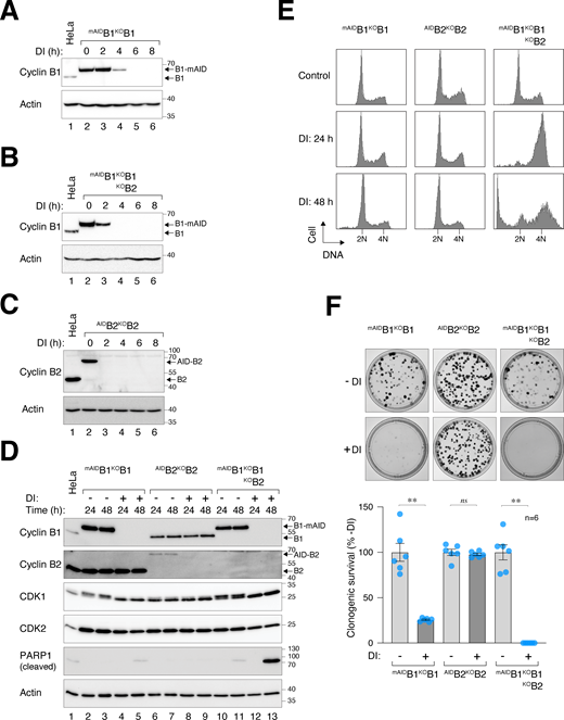 Essential role of cyclin B1 and B2 in cell proliferation and survival. (A) Conditional silencing of cyclin B1. HeLa cells were engineered to stably express mAIDcyclin B1, tTA, and TIR1, concurrently disrupting the endogenous cyclin B1 with CRISPR-Cas9. Clones of mAIDB1KOB1 cells were isolated and cultured in the presence of Dox and IAA (DI). The cells were harvested at different time points for immunoblotting analysis. Lysates from control HeLa cells were used to compare endogenous cyclin B1 levels. Equal loading of lysates was confirmed by immunoblotting for actin. (B) Simultaneous silencing cyclin B1 and B2. mAIDB1KOB1B2 cells were generated and treated with DI similarly as in A (see Materials and methods). (C) Conditional silencing cyclin B2. AIDB2KOB2 cells were generated and treated with DI similarly as in A (see Materials and methods). (D) Depletion of cyclin B1 and B2 promotes apoptosis. Different cell lines were cultured with or without DI and harvested at the indicated time points for immunoblotting. (E) Depletion of cyclin B promotes mitotic block and apoptosis. The indicated cell lines were cultured with or without DI. At different time points, the cells were fixed and analyzed with flow cytometry. Positions of 2N and 4N DNA content are indicated. (F) Silencing of cyclin B abrogates clonogenic survival. mAIDB1KOB1B2 cells were cultured with or without DI for 2 wk. Colonies were fixed, stained, and quantified. Mean ± SEM from six independent experiments. Mann–Whitney test: **P < 0.01; ns P > 0.05. Source data are available for this figure: SourceData F1. Refer to the image caption for details.