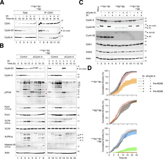 Cyclin A drives residual mitotic activity in the absence of cyclin B. (A) Enhanced formation of cyclin A–CDK1 complexes without cyclin B. mAIDB1KOB1B2 cells synchronized with double thymidine block were released into a drug-free or DI-containing medium and harvested at different time points. Lysates were prepared and subjected to immunoprecipitation with a CDK1 antibody. Both total lysates and immunoprecipitates (IP) were analyzed with immunoblotting. (B) Contribution of cyclin A to CDK1 substrate phosphorylation in the absence of cyclin B. mAIDB1KOB1B2 cells transfected with control siRNA (siControl) or siRNA targeting cyclin A (siCyclin A) were synchronized using double thymidine block. The cells were released into a drug-free or DI-containing medium and harvested at different time points for immunoblotting. The positions of pTPxK bands affected by cyclin B depletion are indicated as described in Fig. 4 B. (C) Depletion of cyclin A does not affect cyclin B expression. Cell lines transfected with control siRNA or siRNA targeting cyclin A were left untreated or treated with DI for 24 h. Lysates were prepared and analyzed with immunoblotting. (D) Suppression of mitotic entry in cyclin B-deficient cells upon cyclin A knockdown. Cell lines transfected with control siRNA or siRNA targeting cyclin A were analyzed using live-cell imaging after treatment with DI. The cumulative percentage of cells entering mitosis over time is shown. Note that DI-treated mAIDB1KOB1B2 cells exhibited pre-NEBD slippage (*) instead of normal mitosis. Source data are available for this figure: SourceData F5. Refer to the image caption for details.