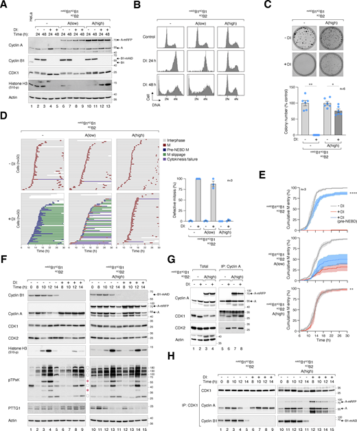 Mitotic defects caused by cyclin B deficiency can be compensated by cyclin A overexpression. (A) Ectopic expression of cyclin A in cyclin B-deficient cells. mAIDB1KOB1B2 cells were transfected with mRFPcyclin A expression plasmids. Cells with varying levels of mRFPcyclin A were sorted by flow cytometry. The cell lines were left untreated or treated with DI for the indicated time before analyzed with immunoblotting. (B) Rescue of cyclin B deficiency-induced G2/M arrest by cyclin A overexpression. Parental and mAIDB1KOB1B2 cells expressing low or high levels of mRFPcyclin A were treated with DI to turn off mAIDcyclin B1. The cells were harvested at the indicated time points and analyzed using flow cytometry. (C) Cyclin A rescues clonogenic survival in cyclin B-deficient cells. mAIDB1KOB1B2 cells expressing high levels of mRFPcyclin A were cultured with or without DI for 2 wk. Colonies were fixed and stained. Mean ± SEM from six independent experiments. Mann–Whitney test: **P < 0.01; *P < 0.05. Note that the same data for the mAIDB1KOB1B2 control cells as in Fig. 1 F were used for comparison. (D) Cyclin B deficiency-induced pre-NEBD slippage can be overcome by cyclin A overexpression. Cells expressing histone H2B-GFP were synchronized using a double thymidine block and released into a drug-free or DI-containing medium. After 6 h, individual cells were tracked using live-cell imaging. Time indicates the duration after thymidine release. Key: interphase (grey); mitosis (red); cell death (truncated bars); interphase after cytokinesis failure (purple); pre-NEBD mitosis (blue), and interphase after pre-NEBD slippage (green). The plot shows the percentage of defective mitosis (mitotic slippage and cytokinesis failure). Mean ± SEM from three independent experiments. (E) Overexpression of cyclin A overcomes mitotic entry delay in cyclin B-deficient cells. Cell lines were synchronized, released into drug-free or DI-containing medium, and analyzed with live-cell imaging as described in D. The cumulative percentage of cells entering mitosis (both normal and pre-NEBD mitosis) over time is shown. Mean ± SEM from three independent experiments. Mann–Whitney test: ****P < 0.0001; ***P < 0.001; ns P > 0.05. Note that the same graph from Fig. 2 C is included for clarity for control mAIDB1KOB1B2 cells. (F) Ectopic expression of cyclin A restores mitosis in cyclin B-deficient cells. Parental and cyclin A-overexpressing mAIDB1KOB1B2 cells were synchronized using a double thymidine block. The cells were released into a drug-free or DI-containing medium and harvested at different time points. Protein expression was analyzed with immunoblotting. The positions of pTPxK bands affected by cyclin B depletion are indicated as described in Fig. 4 B. (G) Increased cyclin A–CDK1/2 complexes in the absence of cyclin B. Parental and cyclin A-overexpressing mAIDB1KOB1B2 cells were grown in drug-free or DI-containing medium for 24 h. Lysates were prepared and subjected to immunoprecipitation using an antibody against cyclin A. Both total lysates and immunoprecipitates (IP) were analyzed with immunoblotting. (H) Increased binding of both endogenous and mRFPcyclin A to CDK1 upon the loss of cyclin B. Parental and cyclin A-overexpressing mAIDB1KOB1B2 cells were synchronized using double thymidine block as described in F. Lysates were prepared and subjected to immunoprecipitation using an antibody against CDK1. Source data are available for this figure: SourceData F6. Refer to the image caption for details.