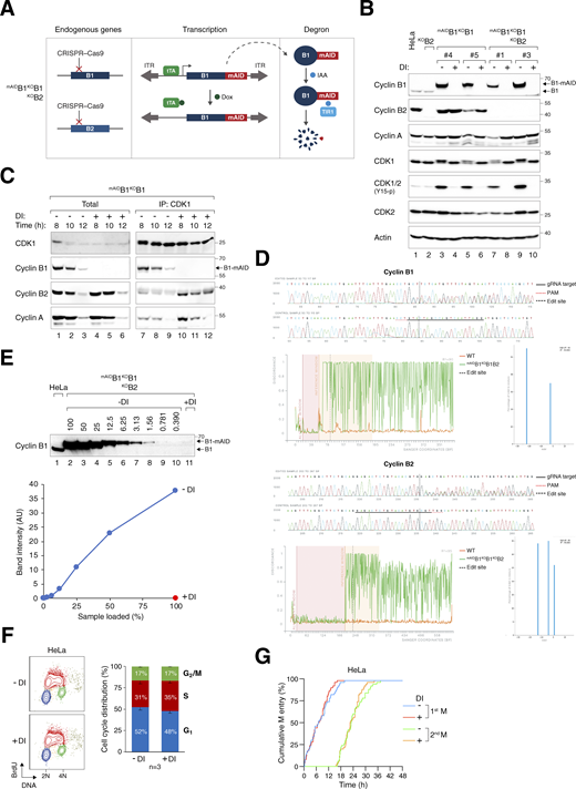Gene silencing of cyclin B1 and cyclin B2. (A) Conditional gene silencing strategy for mitotic cyclin B. CRISPR-Cas9 was used to disrupt the loci of both endogenous cyclin B1 and cyclin B2. The cDNA of cyclin B1 was tagged with mAID and put inside a Sleeping Beauty transposon cassette for genome delivery to rescue the KO effects. Silent mutations were introduced into mAIDcyclin B1 to confer resistance to the CRISPR-Cas9. In the presence of Dox, transcription of mAIDcyclin B1 is inhibited by blocking the tetracycline-controlled transcriptional activator (tTA) from binding to the TRE in the promoter. The addition of IAA triggers the degradation of residual mAIDcyclin B1 in cells expressing the F-box protein TIR1. ITR: inverted terminal repeat. (B) Gene silencing of cyclin B1 and/or cyclin B2. HeLa cells were engineered to stably express mAIDcyclin B1, tTA, and TIR1. CRISPR–Cas9 was used to disrupt cyclin B1 (in mAIDB1KOB1) or both cyclin B1 and B2 (in mAIDB1KOB1B2). Single-colony–derived clones were isolated and cultured with or without DI for 8 h. Lysates were prepared and analyzed with immunoblotting. Lysates from parental HeLa and cyclin B2 KO cells (KOB2) were included as controls. Equal loading of lysates was confirmed by immunoblotting for actin. (C) Enhanced formation of cyclin B2–CDK1 and cyclin A–CDK1 complexes in the absence of cyclin B1. mAIDB1KOB1 cells synchronized with a double thymidine block were cultured with or without DI and harvested at the indicated time points. Lysates were prepared and subjected to immunoprecipitation with an antibody against CDK1. Both total lysates and immunoprecipitates were analyzed with immunoblotting. (D) Indel analysis of cyclin B1 and cyclin B2. The endogenous cyclin B1 (CCNB1) and cyclin B2 (CCNB2) loci in mAIDB1KOB1B2 cells were analyzed with sequencing. Sequencing traces of control (HeLa) and the edited samples were generated for indel analysis. The targeted sequence of the gRNA (solid black line), PAM sequence (dotted red line), and edited site (dotted black line) are indicated. Discordance, calculated by ICE, is shown for the edited (green) and control (orange) traces. The alignment window indicates the region of the traces with high Phred quality scores used for alignment. The inference window indicates the altered sequences around the edited site (dotted black line). Indel and corresponding prevalence were determined using ICE, with editing efficiencies of 90% for cyclin B1 and 95% for cyclin B2. (E) Efficiency of cyclin B1 silencing in mAIDB1KOB1B2 cells. After treatment with DI for 6 h, lysates were prepared and analyzed with immunoblotting. Lysates from HeLa cells were included to serve as a reference for the expression level of endogenous cyclin B1. The signals corresponding to mAIDcyclin B1 were quantified using a standard curve based on serial dilutions of mAIDB1KOB1B2 cell lysates (lanes 2–10), showing that <1% of mAIDcyclin B1 remained after DI treatment. (F) DI treatment does not affect the overall cell cycle distribution. HeLa cells were treated with DI for 24 h, pulsed with BrdU for 30 min, and analyzed using bivariate flow cytometry. Representative contour plots are shown (red: BrdU-positive; yellow: BrdU-negative S; blue: G1; green: G2/M). The positions of 2N and 4N DNA content are indicated. The percentage of cells at different cell cycle stage (excluding BrdU-negative S) was quantified. Mean and SEM from three independent experiments. (G) DI treatment does not affect cell cycle progression. Parental HeLa cells were treated with DI and analyzed using live-cell imaging for 48 h. The cumulative percentage of cells entering the first and second mitosis over time is shown. Source data are available for this figure: SourceData FS1. Refer to the image caption for details.