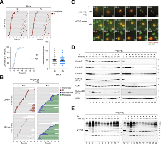 Conditional depletion of cyclin B induces defective mitotic entry and mitotic slippage. (A) DI treatment of control HeLa cells. HeLa cells expressing histone H2B-GFP were synchronized using a double thymidine block and released into a drug-free or DI-containing medium for 6 h before time-lapse imaging. Time indicates the duration after thymidine release. Key: interphase (grey); mitosis (red); and cell death (truncated bars). The plots show the cumulative percentage of cells entering mitosis over time and the elapsed time between mitotic entry and exit. (B) Defective mitosis in the absence of cyclin B does not involve SAC activation. mAIDB1KOB1B2 cells were cultured in a drug-free or DI-containing medium with or without the MPS1 inhibitor AZ3146. After 6 h, individual cells were tracked using live-cell imaging. Key: interphase (grey); mitosis (red); cell death (truncated bars); pre-NEBD mitosis (blue), and interphase after pre-NEBD slippage (green). (C) Silencing of cyclin B prevents APC/C activation. mAIDB1KOB1B2 cells expressing histone H2B-GFP were transfected with an mRFP APC/C biosensor plasmid. The cells were cultured in drug-free or DI-containing medium and analyzed using live-cell imaging. Representative images show normal mitosis and abnormal mitosis without APC/C activation. Time: h:min. Scale bar: 10 µm. (D) Loss of cyclin B1 alone does not abolish mitotic entry and exit. mAIDB1KOB1 cells were synchronized using double thymidine block and released into a drug-free or DI-containing medium. The cells were harvested at the indicated time points for immunoblotting analysis. (E) CDK1 substrate phosphorylation in the absence of cyclin B1. Samples from D were subjected to immunoblotting using an antibody against phosphorylated CDK1 substrates (pTPxK). The positions of bands affected by cyclin B depletion are as described in Fig. 4 B. Source data are available for this figure: SourceData FS2.