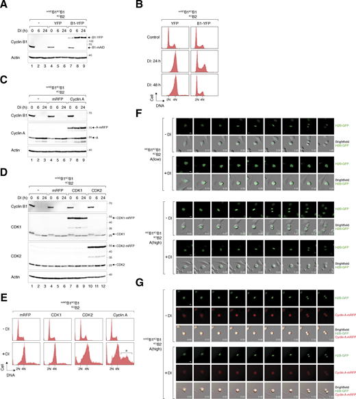 Rescue of cell cycle defects caused by cyclin B deficiency with cyclin B1 and cyclin A. (A) Expression of cyclin B1-YFP in cyclin B-deficient cells. mAIDB1KOB1B2 cells were transfected with a control plasmid or plasmids expressing YFP or cyclin B1-YFP. At 16 h after transfection, the cells were treated with DI and harvested at different time points. Lysates were prepared and analyzed with immunoblotting. (B) Ectopic expression of cyclin B1 rescues cell cycle defects induced by cyclin B deficiency. mAIDB1KOB1B2 cells transfected with plasmids expressing YFP or cyclin B1-YFP were treated with DI and harvested at the indicated time points for flow cytometry analysis. The DNA profiles of transfected YFP-positive cells are shown. (C) Overexpression of cyclin A in cyclin B-deficient cells. mAIDB1KOB1B2 cells expressing either mRFP or cyclin A-mRFP were treated with DI and harvested at specific time points. Lysates were prepared and analyzed with immunoblotting. (D) Overexpression of CDK1 and CDK2 in cyclin B-deficient cells. mAIDB1KOB1B2 cells expressing mRFP, CDK1-mRFP, or CDK2-mRFP were treated with DI and harvested at specific time points for immunoblotting analysis. (E) Ectopic expression of cyclin A promotes DNA re-replication in cyclin B-deficient cells. mAIDB1KOB1B2 cells were transfected with plasmids expressing mRFP or mRFP-tagged CDK1, CDK2, or cyclin A, followed by treatment with buffer or DI for 48 h. The cells were harvested and analyzed with flow cytometry. The DNA profiles of transfected mRFP-positive cells are shown. The asterisk indicates the population containing >4N DNA content. (F) Doubling cyclin A expression is insufficient to restore normal mitosis in cyclin B-deficient cells. mAIDB1KOB1B2 cells expressing “low” level of cyclin A and “high” level of cyclin A (see Fig. 6 A) were treated and imaged as described in Fig. 6 D. Representative images show mitosis in the presence and absence of DI. Time: h:min. Scale bar: 10 µm. (G) Localization of cyclin A-mRFP to both nucleus and cytoplasm during interphase. mAIDB1KOB1B2 cells expressing “high” level of cyclin A were treated and imaged as described in Fig. 6 D. Representative images show mitosis in the presence and absence of DI. Time: h:min. Scale bar: 10 µm. Source data are available for this figure: SourceData FS3.