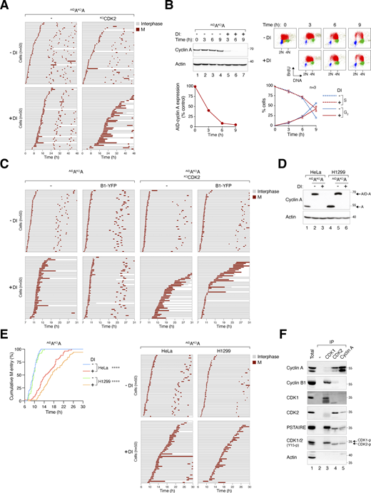 Delayed mitotic entry in the absence of cyclin A and CDK2. (A) Mitotic entry is significantly delayed in AIDAKOA and AIDAKOAKOCDK2 cells. Cells were pre-incubated with DI for 6 h to deplete cyclin A, followed by live-cell imaging for 48 h (n = 50). Key: interphase (grey); mitosis (red); and cell death (truncated bars). (B) Minimal delay in S phase progression upon cyclin A silencing. AIDAKOA cells were synchronized at S phase with double thymidine block and treated with DI at the second thymidine release to deplete AIDcyclin A. The cells were pulsed with BrdU for 30 min before harvested at each time points for immunoblotting analysis. The band intensity of AIDcyclin A was quantified and normalized to -DI control at t = 0 h. BrdU incorporation and DNA content were examined with bivariate flow cytometry (red: BrdU-positive; yellow: BrdU-negative S; blue: G1; green: G2/M). The percentages of S (BrdU-positive) and G2 cells were quantified (mean ± SEM from four independent experiments). (C) Alleviation of cyclin AKO-induced G2-M delay by cyclin B1. AIDAKOA and AIDAKOAKOCDK2 cells overexpressing cyclin B1 synchronized with double thymidine block were left untreated or treated with DI for 7 h to turn off cyclin A before time-lapse imaging. Time indicates the duration after thymidine release. Key: interphase (grey); mitosis (red); and cell death (truncated bars). (D) Conditional gene silencing of cyclin A in H1299 cells. HeLa and H1299 cells expressing AIDcyclin A without endogenous cyclin A were left untreated or treated with DI for 24 h before immunoblotting analysis. Lysates from HeLa and H1299 cells were included as controls for the relative expression of AIDcyclin A and endogenous cyclin A. (E) Cyclin A depletion induces G2-M delay in both HeLa and H1299 cells. AIDAKOA cells were synchronized using a double thymidine block and released into a drug-free or DI-containing medium. After 6 h, mitotic entry was analyzed using live-cell imaging (left panel; time indicates the duration after thymidine release). Raw data for individual cells are presented in the right panel. Key: interphase (grey); mitosis (red); and cell death (truncated bars). (F) Presence of cyclin B1–CDK2 complexes during normal G2. HeLa cells were synchronized at S phase with double thymidine block. After release into fresh medium for 5 h, NOC was added to prevent mitotic exit. After 4 h, mitotic cells were removed by washing, and the attached G2 cells were harvested for immunoprecipitation using antibodies against CDK1, CDK2, or cyclin A. Protein expression in the total lysates and immunoprecipitates (IP) was detected using immunoblotting. A negative control (no antibody was added) was included to assess the specificity of the immunoprecipitation. Source data are available for this figure: SourceData FS4. Refer to the image caption for details.