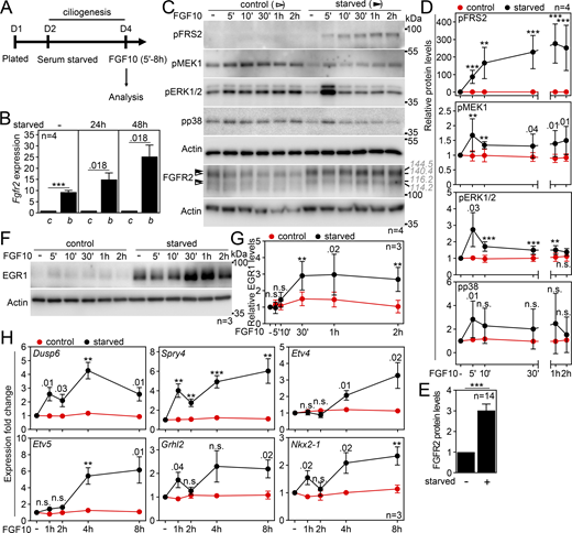 FGFR2b signaling depends on primary cilia. (A) Scheme of the signaling experiments. (B) IMCD3 cells express the epithelial FGFR2b variant. The transcript levels were analyzed by qRT-PCR after 0–48 h of serum starvation, normalized to Ubb, and the fold expression of Fgfr2b over Fgfr2c was plotted. (C) FGF10 stimulation activates FGFR2b only in serum-starved cells. IMCD3 cell lysates were immunoblotted for phosphorylated (p) FRS2, MEK1, ERK1/2, and p38, and for FGFR2; actin was used to normalize the protein levels in densitometry. The FGFR2 migration was measured, and the average values are shown in gray italics. Note the FGFR2 upshift in serum-starved cells (black arrowheads). The FGFR pathway components not found activated are in Fig. S2 A. (D) Densitometry of phospho-protein blots in C, normalized to actin and plotted relative to FGF-naïve cells. (E) Densitometry of FGFR2 blots in FGF-naïve cells in C, normalized to actin. (F and G) FGF10 stimulation induces the expression of EGR1 in serum-starved IMCD3 cells. Immunoblot analysis of EGR1 and actin that was used for normalization in densitometry, plotted in G as values relative to FGF-naïve cells. (H) Expression of FGF10 target genes in ciliated IMCD3 cells. The transcript levels were analyzed by qRT-PCR, normalized to Ubb, and the fold expression over FGF-naïve cells was plotted. The expression of additional tested genes for which we did not find significant upregulation is in Fig. S2 B. Statistical significances were calculated using Welch’s t test (P < 0.05; **P < 0.01, ***P < 0.001); n.s., not significant. Bar and line plots—mean ± SEM. The n value indicates the number of independent experiments. The gray italics show the actual migration of FGFR2 bands. Source data are available for this figure: SourceData F2.
