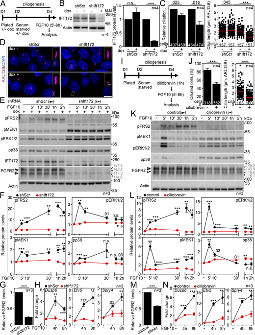 Deciliation produces loss of FGFR2b signaling. (A) Scheme of the signaling experiments involving dox-inducible shRNA in IMCD3 cells. (B) IFT172 levels in cells after 3 days of shRNA expression (dox+ cells); cells expressing scrambled shRNA (shScr cells) were used as controls. Actin was used for the normalization of IFT172 densitometry, which was plotted. (C) Inhibition of cilium frequency and length in shIft172 dox+ cells. The numbers of analyzed cells and cilia are indicated. (D) Representative field views and cilium details of shScr and shIft172 cells ± dox. Scale bars, 10 µm (cells) and 1 µm (cilia). (E and F) FGF10 stimulation does not activate FGFR2b signaling in cells that had lost cilia due to IFT172 knockdown. IMCD3 cell lysates were immunoblotted for phosphorylated (p) FRS2, MEK1, ERK1/2, and p38, and for FGFR2 and IFT172; actin was used to normalize the protein levels in densitometry. The FGFR2 migration was measured, and the average values are shown in gray italics. The diminished signaling response of non-starved cells is shown in Fig. S2, C and D. (F) Densitometry of phospho-protein blots in E, normalized to actin and plotted relative to FGF-naïve cells. (G) Densitometry of FGFR2 blots in FGF-naïve cells in E, normalized to actin. (H) Expression of FGF10 target genes. The transcript levels were analyzed by qRT-PCR, normalized to Gapdh, and the fold expression of Fgfr2 over FGF-naïve cells was plotted. (I) Scheme of the signaling experiments involving ciliobrevin treatment in IMCD3 cells. (J) Inhibition of cilium frequency and length in ciliobrevin cells. The numbers of analyzed cells and cilia are indicated. (K) Loss of FGF10 response in cells treated with ciliobrevin. The protein lysates were analyzed as in E. The FGFR2 migration was measured, and the average values are shown in gray italics. (L) Densitometry of phospho-protein blots in K, normalized to actin and plotted relative to FGF-naïve cells. (M) Densitometry of FGFR2 blots in FGF-naïve cells in K, normalized to actin. (N) Expression of FGF10 target genes. The transcript levels were analyzed by qRT-PCR, normalized to Gapdh, and the fold expression of Fgfr2b over FGF-naïve cells was plotted. Statistical significances were calculated using Welch’s t test (P < 0.05; **P < 0.01, ***P < 0.001); n.s., not significant. Bar and line plots—mean ± SEM. Scatter plots—dots (individual cilia) and medians (red bar). The n value indicates the number of independent experiments; the number of analyzed cilia/cells is shown directly in the graphs. The gray italics show the actual migration of FGFR2 bands. Source data are available for this figure: SourceData F3. Refer to the image caption for details.