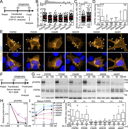 Disease-associated activating FGFR2 variant shows poor ciliary localization. (A) Scheme of experiments involving the expression of disease-associated FGFR2 variants in IMCD3 cells. (B) Activating FGFR2 variants shorten primary cilia. The fixed IMCD3 cells were stained by V5 (FGFR2) and ARL13B antibodies, and the cilium length was measured and plotted. The cilium frequency was also tested and is plotted in Fig. S4 A. (C) Serum-starved IMCD3 cells were treated with FGF10 for 16 h, and the cilium length was obtained. (D) Activating FGFR2 variants show low ciliary amounts. The ciliary intensity of FGFR2 in transfected IMCD3 cells was measured and plotted. The significance is displayed toward the wild-type FGFR2. (E) Subcellular localization of FGFR2 variants. White arrowheads—cell membrane signal; empty arrowhead—perinuclear signal. Scale bar, 10 μm. (F) Scheme of experiments involving the expression of disease-associated FGFR2 variants and RLY-4008 inhibition. (G–I) Maturation and activity of FGFR2 variants in the presence of RLY-4008. (G) The cell lysates were immunoblotted for FGFR2 transactivation using the pFGFRY653/4 antibody. Actin was used as a loading control. The arrow indicates the mature FGFR2 with slower gel migration. (H) pFGFR densitometry, normalized to total FGFR2 and plotted relative to RLY-4008–naïve cells. The significance is displayed toward the wild-type FGFR2. (I) Effect of RLY-4008 on the maturation of FGFR2 variants. The percentage of mature FGFR2 was obtained after FGFR2 densitometry of blots in (G; mature/total) and plotted relative to RLY-4008–naïve cells. The significance is displayed toward the RLY-4008–naïve cells. The effect of RLY-4008 on cilium length, ciliation percentage and subcellular localization of FGFR2 is shown in Fig. S4, B–D. (J) Ciliary intensity of FGFR2 variants after RLY-4008 kinase inhibition. Statistical significances were calculated using Welch’s t test (P < 0.05; **P < 0.01, ***P < 0.001); n.s., not significant. Line plots—mean ± SEM. Scatter plots—dots (individual cilia) and medians (red bar). Box and whiskers—min-max 10–90%. The n value indicates the number of independent experiments; the number of analyzed cilia is shown directly in the graphs. Source data are available for this figure: SourceData F5.