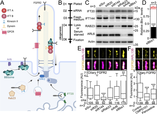 FGFR2 ciliary trafficking requires IFT144, BBS1 and GRK2. (A) Schematic presentation of proteins with previously ascribed function in ciliary trafficking of transmembrane receptors. (B) Scheme of the siRNA experiments. (C) Western blot of cells transfected with siRNA, showing downregulation of IFT20, IFT144, RAB23, and ARL6, respectively; actin was used as a loading control and for normalization of densitometry (Fig. S5 A). The effect on cilium frequency and length is in Fig. S5 B. (D)Bbs1 transcript level in cells transfected with Bbs1 siRNA, compared with the scrambled control (siScr, red dashed line), and normalized using Gapdh expression. (E) Effect of siRNA expression on ciliary FGFR2 amounts, obtained after FGFR2 and ARL13B immunocytochemistry. Scale bar, 1 μm. The significance is displayed toward the siScr cells. Total cellular FGFR2 levels are in Fig. S5 C. The effect of siRNA expression on ciliary levels of FGFR1 and FGFR2 in IMCD3, NIH3T3, and 3T3-L1 cells is in Fig. S5, E–J. (F) Effect of GRK2 inhibitors CMPD101 (10 µM) and paroxetine (2 µM) on ciliary FGFR2 amounts, after serum starvation in the presence of the respective inhibitors. Scale bar, 1 μm. The significance is displayed toward the non-treated cells. The total cellular FGFR2 levels are in Fig. S5 D. Statistical significances were calculated using Welch’s t test (P < 0.05; **P < 0.01, ***P < 0.001); n.s., not significant. Bar plot—mean ± SEM. Box and whiskers—min-max 10–90%. The n value indicates the number of independent experiments; the number of analyzed cilia is shown directly in the graphs. Source data are available for this figure: SourceData F6. Refer to the image caption for details.