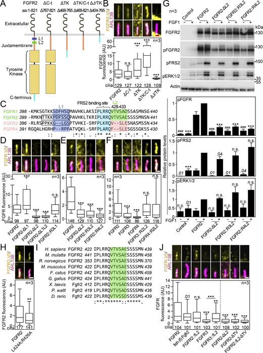 FGFR2 requires its juxtamembrane T429V430motif to enter the primary cilium. (A) Schematic presentation of FGFR2 truncation constructs; the FGFR2 domains, the L1 and L2 sequences, and the deleted amino acids are indicated; the expression is shown in Fig. S6 A. (B) FGFR2 constructs were expressed in IMCD3; the cells were serum-starved for 24 h, and the ciliary FGFR2 intensity was measured and plotted. Note the loss of ciliary signal for ΔJ/TK. The number of analyzed cilia is indicated. Scale bar, 1 μm. The significance is displayed toward the wild-type FGFR2. (C) Amino acid sequence alignment of the N-terminal part of the juxtamembrane region of human FGFR1-4; the conservation is indicated (*fully conserved residue; : strongly conserved residue, i.e., >0.5 in Gonnet PAM 250 matrix; . weakly conserved residue, i.e., ≤0.5 in Gonnet PAM 250 matrix). The L1 and L2 motifs are highlighted, as well as the FRS2 binding site. The box marks the extended L1 motif targeted in the constructs shown in D to preserve stability of the protein. (D–F) L2 sequence is critical for ciliary entry of FGFRs. Various FGFR constructs comprising the L1 and L2 sequences were expressed in IMCD3 cells and analyzed as in B. The number of analyzed cilia is indicated. The sequences and expression are shown in Fig. S6, B and C. Scale bar, 1 μm. (D) L1 motif does not regulate the ciliary localization of FGFR2. (E) L2 motif is critical for ciliary localization of FGFR2. The effect of L2 placement into other locations within FGFR2 is shown in Fig. S6, D–F. (F) Substitution by the FGFR2 L2 sequence rescues ciliary localization of FGFR3 and FGFR4. (G) Disruption of L2 sequence inhibits FGFR2 activation. 293T cells were transfected with FGFR2 vectors that varied in the sequence of the L2 motif. The next day, the cells were treated with FGF1, and the FGFR2 activity was evaluated by phosphorylation (p) of FGFR, FRS2, and ERK1/2. Actin was used for normalization in densitometry, and the data were plotted relative to FGF-treated FGFR2. The significance is indicated by italics and # toward the non-treated FGFR2, and by regular text and * toward the FGF1-treated FGFR2. (H) The FGFR2-L424A;R426A variant was expressed and analyzed as in B. The number of analyzed cilia is indicated. The expression is shown in Fig. S6 G. Scale bar, 1 μm. (I) Amino acid sequence alignment of the FGFR2 region comprising the L2 motif (green) in vertebrates ranging from H. sapiens to D. rerio, showing the high level of conservation. (J) Identification of the T429V430 motif within L2, responsible for the FGFR2 ciliary localization. IMCD3 cells were transfected and analyzed as in B. The number of analyzed cilia is indicated. Scale bar, 1 μm. The significance is displayed toward the wild-type FGFR2. The sequences and expression are shown in Fig. S6, H and I. Statistical significances were calculated using Welch’s t test (P < 0.05; **P < 0.01, ### or ***P < 0.001); n.s., not significant. Bar plots—mean ± SEM. Box and whiskers—min-max 10–90%. The n value indicates the number of independent experiments; the number of analyzed cilia is shown directly in the graphs. Source data are available for this figure: SourceData F7. Refer to the image caption for details.