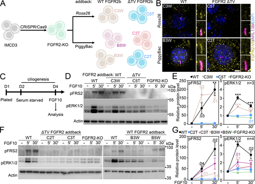 FGFR2 requires the ciliary localization T429V430motif to signal. (A) Scheme of the experimental strategies used to generate IMCD3 expressing human wild-type (WT) FGFR2b, or bearing the ΔTV mutation through an FGFR2 knock-out (KO) intermediate. The individual clones used in the subsequent experiments are shown. (B) Immunocytochemistry for ARL13B and V5 (FGFR2) in the newly generated cell lines using both PiggyBac and Rosa26 targeting. The primary ciliary localization pattern confirms that the ΔTV FGFR2 is not able to enter the ciliary compartment. Scale bar, 2 μm for whole cell and 0.5 μm for cilium details. (C) Scheme of experiments assessing the signaling capabilities of the newly generated cell lines. (D and E) IMCD3 WT, FGFR2-KO or with FGFR2b addback in the Rosa26 locus was subjected to blot analysis. IMCD3 cells with the wild-type FGFR2 addback cells (C3W) respond to FGF10 stimulation comparably to the parental cell line as seen in the phosphorylation (p) of FRS2 and ERK1/2. The non-ciliary ΔTV variant–expressing cells (C5T) failed to respond to the ligand, similar to the FGFR2-KO cells. The significance is displayed toward the non-treated cells. (F and G) IMCD3 FGFR2 addbacks generated by PiggyBac vector display a similar pattern in response to FGF10 stimulation. Two ΔTV FGFR2 addback lines (C2T, C3T) show no FRS2 phosphorylation and minimal downstream activation of ERK1/2. Conversely, the cells expressing the wild-type FGFR2 variant (B3W, B5W) display a signaling response pattern similar to the parental IMCD3. The significance is displayed toward the non-treated cells. Statistical significances were calculated using Welch’s t test (P < 0.05; **P < 0.01, ***P < 0.001); n.s., not significant. Line plots—mean ± SEM. The n value indicates the number of independent experiments. Source data are available for this figure: SourceData F8. Refer to the image caption for details.
