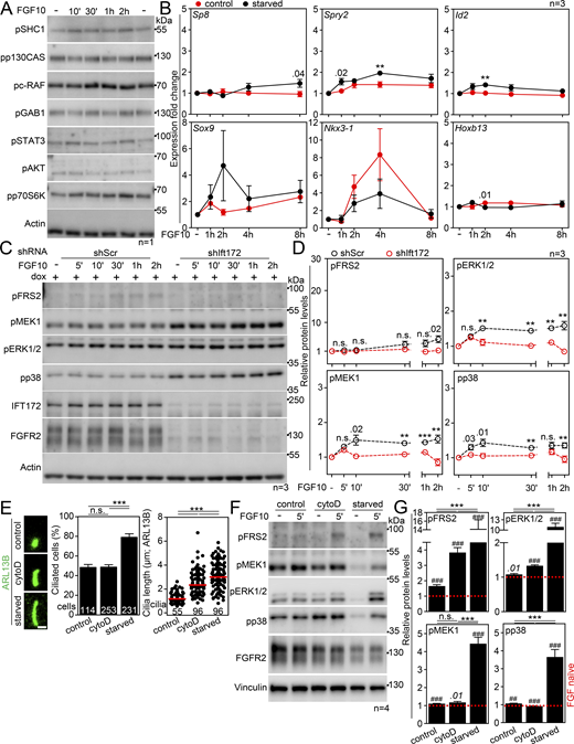 Expanded view on cilium-dependent FGFR2 signaling. (A) FGFR2 pathways not activated by FGF10 in serum-starved, ciliated IMCD3 cells. The IMCD3 cells were serum-starved for 2 days, treated with FGF10 for 10′-2 h, and immunoblotted for phosphorylation (p) of the indicated proteins known to function downstream of FGFRs. Actin was used as a loading control. (B) Genes not induced by FGF10 in serum-starved, ciliated IMCD3 cells. The IMCD3 cells were serum-starved for 2 days and then treated with FGF10 for up to 8 h; the control cells were grown in complete media. The expression of the indicated genes was normalized to Ubb and plotted. (C) Diminished signaling in non-starved IMCD3 cells expressing scrambled (Scr) or Ift172 shRNA in a dox-inducible manner. The IMCD3 cells had been dox-treated for 3 days and then treated with FGF10 for the indicated time. The cell lysates were immunoblotted for phosphorylated (p) FRS2, MEK, ERK1/2, and p38, and for FGFR2 and IFT172; actin was used to normalize the protein levels in densitometry. (D) Densitometry of phospho-protein blots in C, normalized to actin and plotted relative to FGF-naïve cells. (E–G) IMCD3 cells were treated with 200 nM cytochalasin D in complete media for 24 h to induce primary ciliary extension. (E) Cilia were immunostained by ARL13B antibody, and the frequency and length of primary cilia were obtained and plotted. Scale bar, 1 µm. (F) IMCD3 cells were treated with FGF10 for 5′ and immunoblotted for phosphorylated (p) FRS2, MEK, ERK1/2, and p38; actin was used as a loading control. (G) Densitometry of phospho-protein blots in F, normalized to actin and plotted relative to FGF-naïve cells. The significance indicated by italics and # is toward the FGF10-naïve cells. Statistical significances were calculated using Welch’s t test (P < 0.05; **/##P < 0.01, ***/###P < 0.001); n.s., not significant. Bar and line plots—mean ± SEM. Scatter plots—dots (individual cilia) and medians (red bar). The n value indicates the number of independent experiments; the number of analyzed cilia/cells is shown directly in the graphs. Source data are available for this figure: SourceData FS2. Refer to the image caption for details.