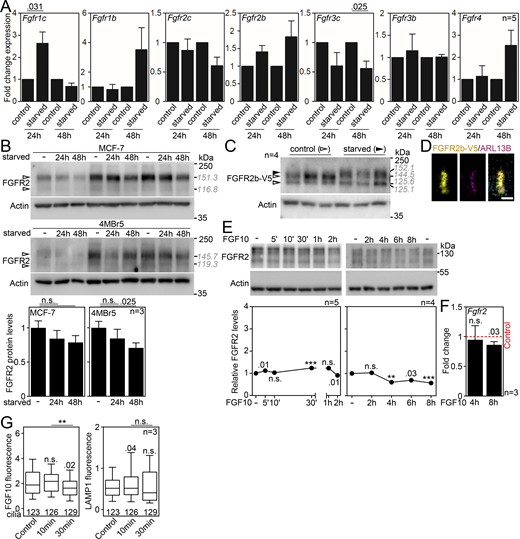 Expanded view on FGFR expression and FGFR2 gel migration. (A) qRT-PCR analysis of Fgfr1-4, including their b and c variants, in IMCD3 cells that had been serum-starved for 24 or 48 h. Ubb was used for normalization; data are presented relative to non-starved control cells. (B) Western blot of MCF-7 and 4MBr5 cells that had been serum-starved for 24 or 48 h. The actual migration of FGFR2 is shown in gray italics (kDa). Actin was used for FGFR2 normalization in densitometry; data are presented relative to non-starved control cells. The three replicates represent independent biological experiments. (C) Western blot of IMCD3 cells stably transfected with FGFR2b-V5, showing migration upshift of FGFR2 in 48-h serum-starved cells (black arrowhead). The actual migration of FGFR2 is shown in gray italics. (D) Confocal image of the 48-h serum-starved FGFR2b-V5 cells, showing signal for FGFR2b in the ARL13B-labeled primary cilium. Scale bar, 1 μm. (E) Western blot of IMCD3 cells that had been serum-starved for 48 h and treated with FGF10 for the indicated time. Actin was used for FGFR2 normalization in densitometry; data are presented relative to non-treated cells. (F) qRT-PCR analysis of Fgfr2 in serum-starved IMCD3 cells that have been treated with FGF10 for 4 or 8 h. Ubb was used for normalization; data are presented relative to non-treated control cells (red dashed line). (G) Fluorescence intensity analysis of the observed cilium-bound FGF10-DyLight 550 and cilium-localized LAMP1 from Fig. 4 D. To note is the weaker FGF10 signal at 30′, suggesting cilium exit of FGFR2/FGF10. Moreover, 10 min after the ligand stimulation, LAMP1 accumulates in the primary cilium. The significance is displayed toward the non-treated control cells. Statistical significances were calculated using Welch’s t test (P < 0.05; **P < 0.01, ***P < 0.001); n.s., not significant. Bar and line plots—mean ± SEM. Box and whiskers—min-max 10–90%. The n value indicates the number of independent experiments; the number of analyzed cilia is shown directly in the graphs. The gray italics show the actual migration of FGFR2 bands. Source data are available for this figure: SourceData FS3.