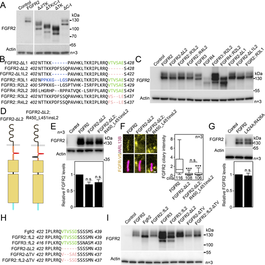 Expanded view on the FGFR constructs tested for ciliary localization. (A) Western blot showing expression and maturation of the FGFR2 truncation constructs from Fig. 7, A and B, using 1-day transfection of IMCD3 cells. Actin was used as a loading control. (B) Nucleotide sequence within the region of interest in FGFR constructs used in Fig. 7, D–F. (C) Western blot showing expression and maturation of the FGFR constructs from Fig. 7, D–F, using 1-day transfection of IMCD3 cells. Actin was used as a loading control. (D) Schematic presentation of construct with the L2 motif placed into another location within the juxtamembrane region. (E) Western blot showing expression and maturation of the FGFR2 constructs from Fig. S6 D, using 1-day transfection of IMCD3 cells. Actin was used as a loading control and normalization in densitometry. (F) Ciliary FGFR2 signals were obtained after FGFR2 and ARL13B immunocytochemistry of transfected IMCD3 cells and plotted. (G) Western blot showing the expression of the FGFR2-L424A;R426A variant from Fig. 7 H, using 1-day transfection of IMCD3 cells; actin was used for normalization in densitometry. (H) Nucleotide sequence within the region of interest in FGFR2 constructs used in Fig. 7 J. (I) Western blot showing the expression and maturation of the FGFR constructs from Fig. 7 J, using 1-day transfection of IMCD3 cells. Actin was used as a loading control. Statistical significances were calculated using Welch’s t test (P < 0.05; **P < 0.01, ***P < 0.001); n.s., not significant. Bar plots—mean ± SEM. Box and whiskers—min-max 10–90%. The significance is displayed toward the wild-type FGFR2. The n value indicates the number of independent experiments; the number of analyzed cilia is shown directly in the graph. Source data are available for this figure: SourceData FS6.
