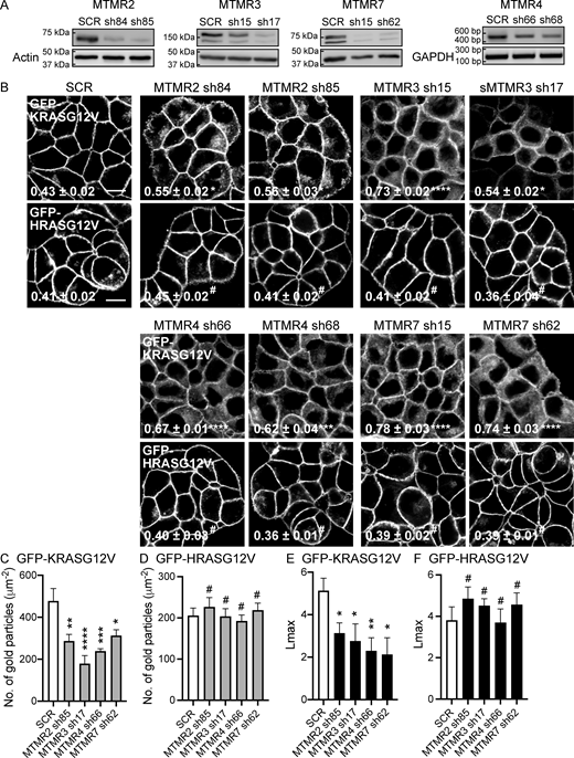 Figure 1. Refer to the image caption for details.