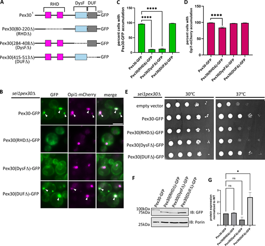 DysF domain is required for recruitment of Pex30 at ER-LD contact sites. (A) Schematic of Pex30 truncations tagged with GFP. (B) WF images of sei1pex30Δ cells endogenously expressing Opi1-mCherry and truncations of Pex30 tagged with GFP on a plasmid grown to logarithmic phase. White arrowheads denote Pex30-GFP and Opi1-mCherry puncta that colocalize. Bar = 4 μm. (C and D) Quantification of cells shown in B showing percent cells with Pex30-GFP and Opi1-mCherry accumulation in the indicated strains. Bars show mean from three independent experiments and SEM. 100 cells per genotype from each replicate were analyzed and compared using one-way ANOVA and Dunnett’s multiple comparison test (****P < 0.0001). (E) 10-fold serial dilutions of sei1pex30Δ cells expressing Pex30-GFP truncation plasmids indicated in A were spotted on synthetic media without leucine. Cells were incubated for 2 days at 30°C and 37°C. (F) Western blot analysis of cell lysates from sei1pex30Δ cells expressing Pex30-GFP truncation plasmids indicated in A. Anti-GFP monoclonal antibody was used to detect Pex30 protein levels, and anti-Porin1 monoclonal antibody was used to detect porin levels as a control. (G) Quantification of protein levels from F. Bars show the mean from three replicates and SEM. One-way ANOVA and Dunnett’s multiple comparison test were used to compare protein levels (*P < 0.05). Source data are available for this figure: SourceData F3. WF, widefield images. Refer to the image caption for details.