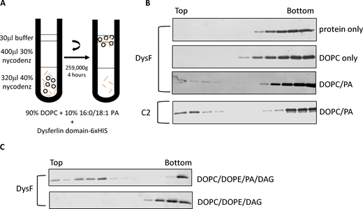 DysF domain binds PA. (A) Diagram of the liposome flotation assay based on density (Nycodenz) gradient centrifugation. (B and C) 12 fractions of 62.5 μl each were collected and subjected to western blot using anti-6xHis monoclonal antibody to check for the presence of 6xHis-DysF. Source data are available for this figure: SourceData F4. PE, phosphatidylethanolamine. Refer to the image caption for details.