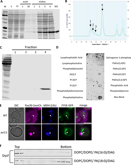 Data associated withFig. 4. (A) SDS-PAGE gel stain with Coomassie blue simple stain. Protein ladder (M), lysate (S), flow through (FT), 1–20 wash, 1–4 elution with imidazole, and size exclusion chromatography (SEC). (B) Size exclusion chromatography. Peak 4 was collected and used for liposome flotation assays. (C) Protein fraction from B was immunoblotted using anti-6xHis antibody to check for the presence of 6xHis-DysF domain. (D) Protein-lipid overlay assay. (E) WF images of WT and sei1Δ cells endogenously expressing Pex30-2xmCherry and FYVE-GFP on a plasmid in logarithmic phase. Cells were stained with MDH for LDs. White arrowheads denote Pex30, LD, and FVYE puncta colocalization. Bar = 4 μm. (F) As in Fig. 4 C, but with different PA species. Source data are available for this figure: SourceData FS2.. WF, widefield images.
