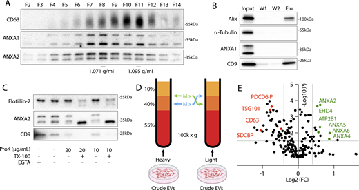 Annexin-containing EVs are distinct from exosomes. (A) Immunoblots show the distribution of EV markers across an iodixanol gradient of the conditioned medium 100k × g pellet fraction. Samples were taken from low (F2—Fraction #2) to high density (F14—Fraction #14). (B) Immunoblots show depletion of annexins from exosomes after immunoprecipitation with anti-CD63 beads from the conditioned medium 100k × g pellet fraction (W1—wash #1; W2—wash #2). (C) Immunoblots show degradation of EV markers in the conditioned medium 100k × g pellet fraction after treatment with indicated combinations of proteinase K (ProK) and 0.1% TX-100. For EGTA treatments, 5 mM EGTA was introduced into the medium prior to centrifuging the conditioned medium at 100k × g. (D) Schematic illustrating the separation of EVs for quantitative proteomics using sucrose step gradients is shown. (E) Volcano plot shows enriched proteins in the high buoyant density fractions (red) relative to the low buoyant density fractions (green). P values were calculated using a t test. Source data are available for this figure: SourceData F1. Refer to the image caption for details.
