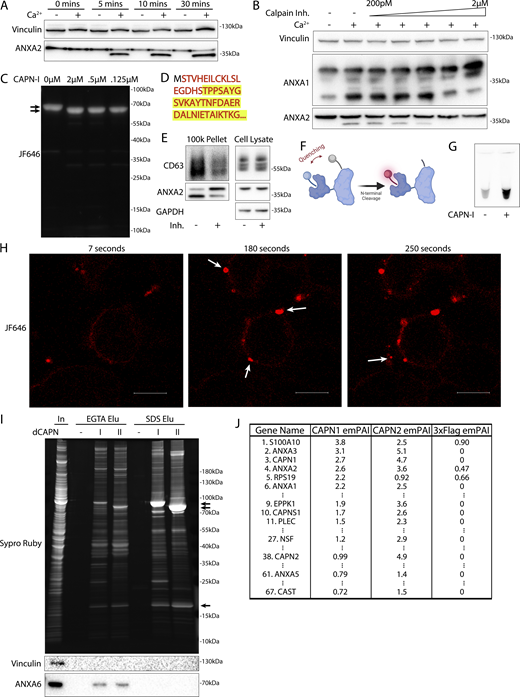Calpain-1/2 cleaves annexins, which are then shed in MVs. (A) Immunoblot analysis of cytosol fractions after incubation with or without 1 mM Ca2+. (B) Immunoblot analysis of cytosol fractions after incubation with or without 1 mM Ca2+, with a range of concentrations of calpastatin domain I inhibitor (Calpain Inh.). (C) In gel fluorescence of JF646-labeled, recombinant annexin A2-Halo incubated with indicated concentration of purified, porcine calpain-1. Arrows indicate uncleaved and cleaved products. (D) Mapping of tryptic peptides to the first 50 amino acids of annexin A2. Mass spectrometry analysis of recombinant annexin A2 (red text) is compared with tryptic digest-mass spectrometry analysis of recombinant annexin A2 treated with purified, porcine calpain-1 (yellow highlight). (E) Immunoblot analysis of cell lysate and conditioned medium 100k × g pellet fraction after treating cells with 200 ng/ml SLO in the presence or absence of 10 μM calpain inhibitor, ALLN. (F) Schematic illustrating the recombinant annexin A2-Halo reporter, labeled with a 5WS maleimide quencher on the N terminus and a JF646 halo ligand on the C terminus. (G) JF646 fluorescence of an in vitro reaction containing 5 μM self-quenched annexin A2 with or without 0.5 μM porcine calpain-1. (H) Representative confocal micrographs of dequenched annexin A2-Halo-JF646 fluorescence in cells. Times are relative to the first image taken after addition of 1 mM Ca2+. White arrows in pane II indicate puncta on the cell periphery. Arrow in pane III indicates an EV. Scale bars: 10 μm. (I) Total protein (Sypro Ruby staining) and immunoblot analysis of the substrate-trapping experiment, using 3xFlag (−), 3x-Flag C115S calpain-1 (dCAPN-I), or 3x-Flag C105S calpain-2 (dCAPN-II) as bait, is shown. Arrows indicate calpain proteins. (J) Table listing proteins identified in EGTA elutions from 3xFlag, 3x-Flag C115S calpain-1 (dCAPN-I), or 3x-Flag C105S calpain-2 (dCAPN-II) capture experiments. Proteins are listed by exponentially modified protein abundance index (emPAI) in the dCAPN-I elution. Keratin proteins were not included in the list. Source data are available for this figure: SourceData F4.