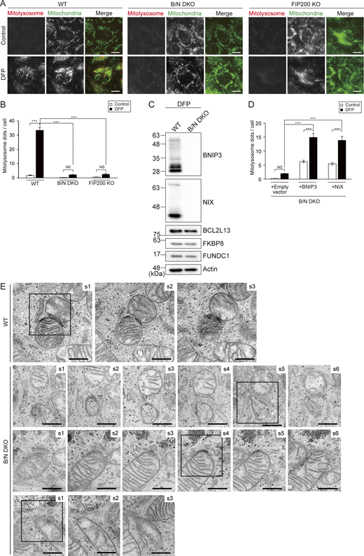 Mitolysosome formation and recruitment of ULK1 and IM in BNIP3/NIX DKO cells. (A) Representative images of mt-Keima in WT, BNIP3/NIX (B/N) DKO, and FIP200 KO HeLa cells, with or without DFP treatment. In the merged images, mitolysosomes (excited at 590 nm) and mitochondria (excited at 430 nm) are indicated by red and green, respectively. Scale bars: 10 μm. (B) Quantification of the mitolysosomes in the cells shown in A. (C) Immunoblot analyses of BNIP3, NIX, BCL2L13, FKBP8, and FUNDC1 in WT and B/N DKO cells under DFP treatment. (D) Quantification of mitolysosomes in B/N DKO cells with re-expression of BNIP3 or NIX, or the empty vector control, with or without DFP induction. Data in B and D expressed as the means ± SEM of three independent experiments involving analysis of >200 cells per experiment; ***P < 0.001 and not significant (NS), determined by one-way ANOVA followed by a Tukey–Kramer post hoc test. (E) Serial ultrathin sections of WT and B/N DKO HeLa cells. Section (s) numbers are indicated at the top right corner of each image. The framed images are also displayed in Fig. 5 A. Scale bars: 500 nm. Source data are available for this figure: SourceData FS3. Refer to the image caption for details.