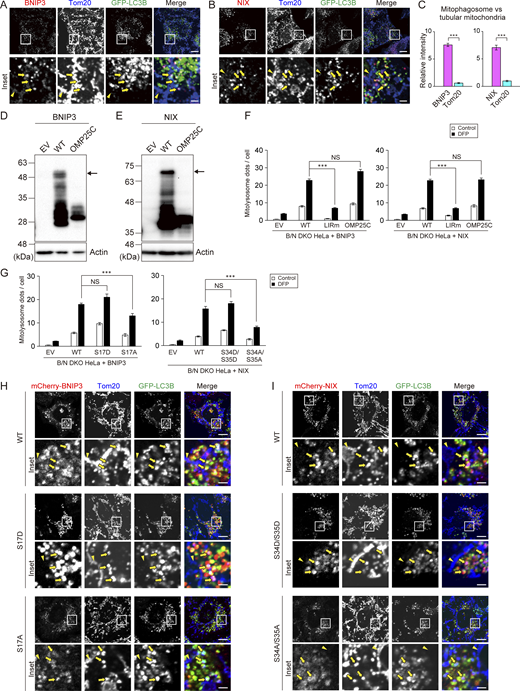 BNIP3/NIX are accumulated in mitophagosome in an LIR-dependent manner (related toFig. 8). (A and B) Immunofluorescence images of Tom20 (blue) and BNIP3 (A, red) or NIX (B, red) in GFP-LC3B (green)–expressing WT HeLa cells cultured in medium containing DFP for 12 h, followed by treatment with 100 nM bafilomycin A1 and DFP for an additional 12 h. Mitophagosomes (dots with positivity for both GFP-LC3B and Tom20) and tubular mitochondria are indicated by arrows and arrowheads, respectively. Scale bars: 10 μm (top) and 2 μm (bottom). (C) Quantification of the relative fluorescence intensities of BNIP3, NIX, and Tom20 within mitophagosomes, expressed as the mean ratio to the intensity on tubular mitochondria ± SEM (n = 10 cells, with >10 mitophagosomes analyzed per cell); ***P < 0.001, determined by Student’s t test. (D and E) Immunoblot analysis of WT or OMP25C hybrids of BNIP3 (D) and NIX (E) expressed in B/N DKO cells. (F) Quantification of the mitolysosomes in the B/N DKO cells expressing BNIP3/NIX variants. (G) Quantification of mitolysosomes in the B/N DKO cells expressing BNIP3/NIX serine mutants. Data in F and G represent the averages of three independent experiments involving analysis of >200 cells per experiment; ***P < 0.001, determined by a Kruskal–Wallis test followed by a Steel–Dwass post hoc test (F), or one-way ANOVA followed by Tukey–Kramer post hoc test (G). (H and I) Immunofluorescence images of serine mutants of mCherry-BNIP3 serine variants (H, red) or mCherry-NIX (I, red), GFP-LC3B (green), and Tom20 (blue), related to Fig. 8, G and H. Images were analyzed as in Fig. 8 A. Scale bars: 10 μm (top) and 2 μm (bottom). EV, empty vector. Source data are available for this figure: SourceData FS5. Refer to the image caption for details.