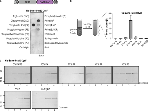 DysF is a PA-binding domain. (A) DysF domain from Pex30 binds to PA and more weakly to phosphoinositides. Purified DysF was incubated with the indicated lipids immobilized in a nitrocellulose membrane. Pex30 DysF was expressed as a fusion protein to the epitope tags indicated and was detected with anti-HA antibody. IB, immunoblot. (B) DysF domain from Pex30 binds to PA-containing liposomes. Left: purified DysF and liposomes of defined concentration were pre-mixed for 30 min, layered by sucrose solution, and subjected to centrifugation for liposome flotation, as depicted. The sucrose gradient was fractionated into four fractions, and the samples were subjected to SDS-PAGE and proteins were stained with instant blue. Right: quantification of the percentage of DysF cofractionating with liposomes to the top fraction of experiments shown in C. The bars represent the SD. (C) Liposome flotation assay of His-Sumo-Pex30-DysF as described in B using liposomes containing different PA concentrations or the indicated concentration of PS, PI, or PI(4)P. Quantification of the percentage of the protein interacting with the liposomes is represented in B. The position of molecular weight markers (in kDa) is indicated. Source data are available for this figure: SourceData F3.